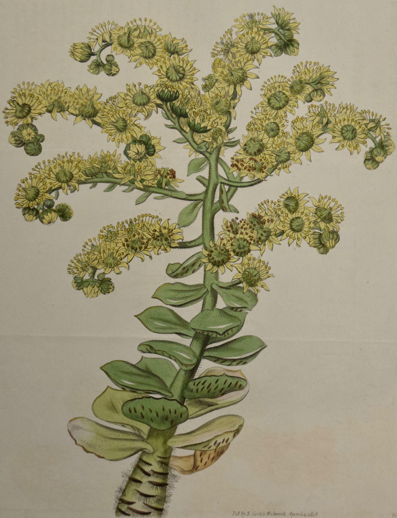Flowering Houseleek Plant: A 19th C. Hand-colored Botanical Engraving by Curtis - Print by William Curtis