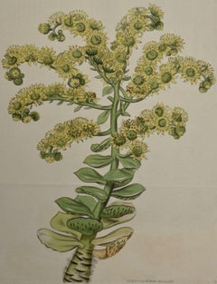 Flowering Houseleek Plant: A 19th C. Hand-colored Botanical Engraving by Curtis