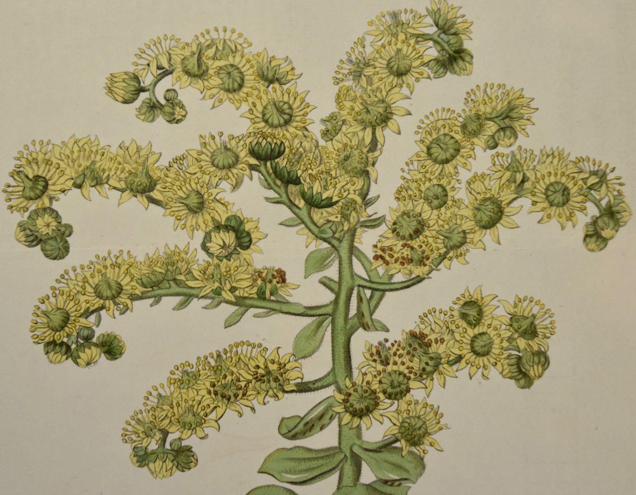 Cache-pots fleuris : Gravure botanique colorée à la main du 19e siècle par Curtis - Naturalisme Print par William Curtis