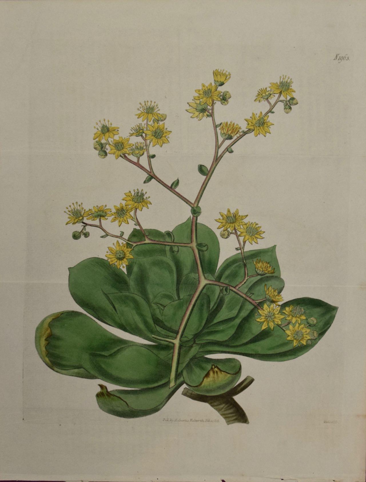 William Curtis Still-Life Print - Flowering Houseleek Plant: A 19th C. Hand-colored Botanical Engraving by Curtis