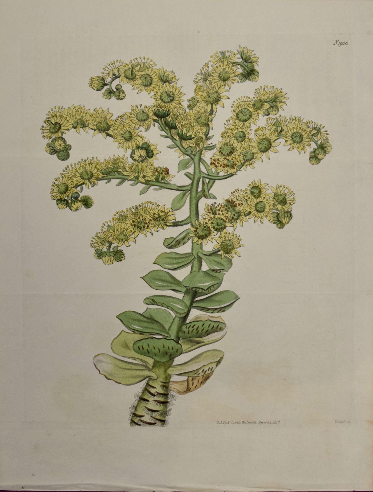Cache-pots fleuris : Gravure botanique colorée à la main du 19e siècle par Curtis