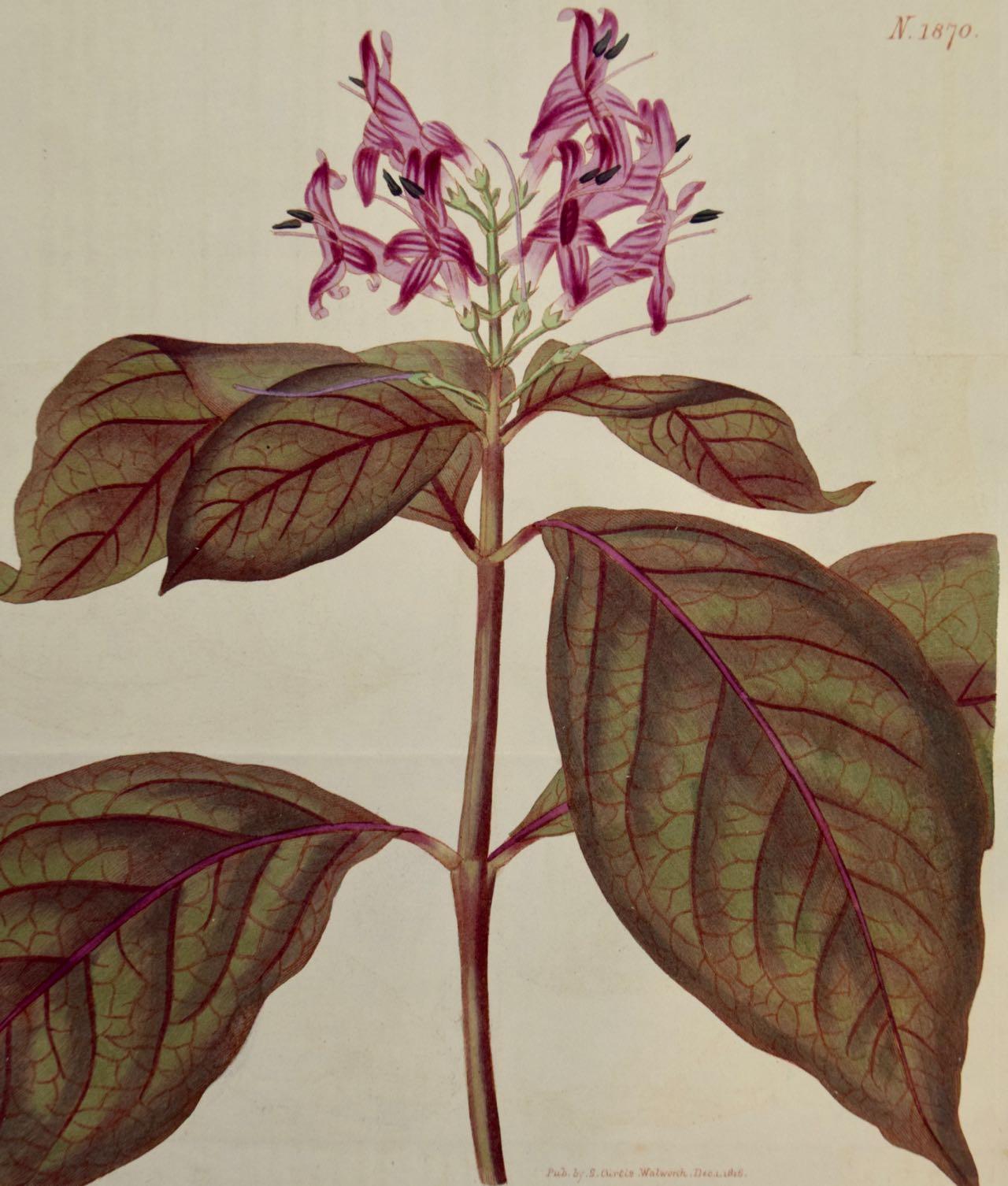  Flowering Justica Plant: A 19th C. Hand-colored Botanical Engraving by Curtis - Print by William Curtis