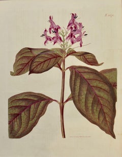  Flowering Justica Plant: A 19th C. Hand-colored Botanical Engraving by Curtis