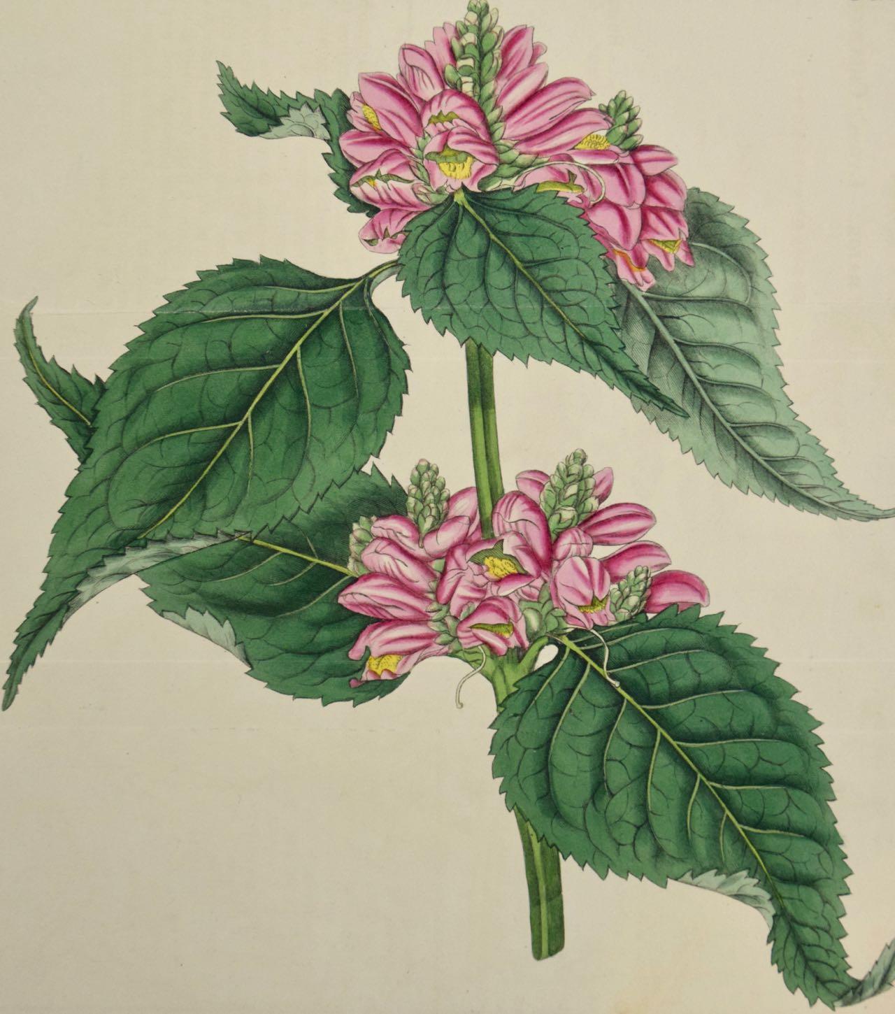 Flowering Lyons' Chelone Botanical: A 19th C. Hand-colored Engraving by Curtis - Print by William Curtis