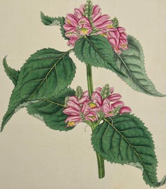 Flowering Lyons' Chelone Botanical: A 19th C. Hand-colored Engraving by Curtis