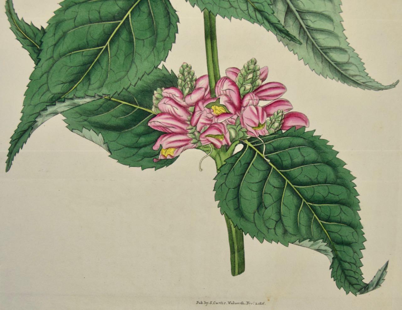 Flowering Lyons' Chelone Botanical: A 19th C. Hand-colored Engraving by Curtis - Naturalistic Print by William Curtis