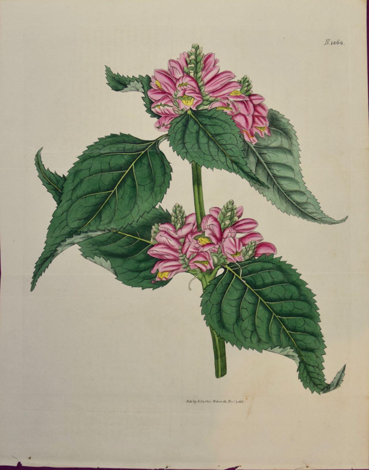 William Curtis Landscape Print - Flowering Lyons' Chelone Botanical: A 19th C. Hand-colored Engraving by Curtis
