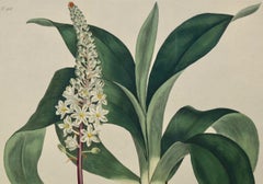 Flowering Sea Onion: A 19th Century Hand-colored Engraving by William Curtis