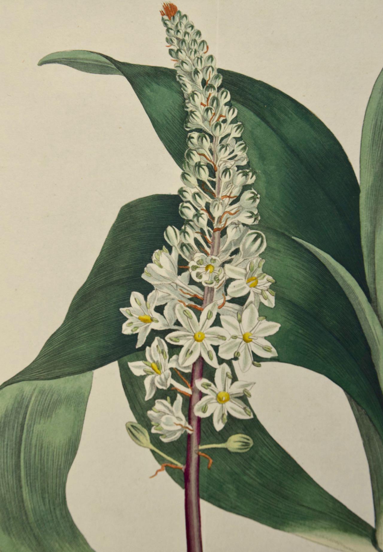 This early 19th century hand-colored double fold-out botanical engraving is entitled 