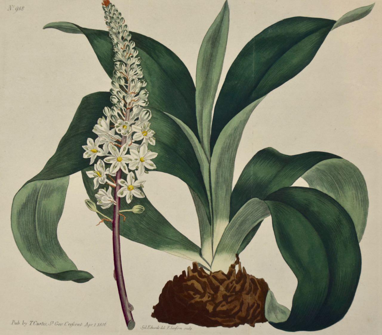 Cette gravure botanique du début du XIXe siècle, coloriée à la main et dépliante, est intitulée "Ornithogalum Squilla" (oignon de mer à racine rouge ou pissenlit officinal), planche 918, publiée à Londres en 1806 dans "The Botanical Magazine, or
