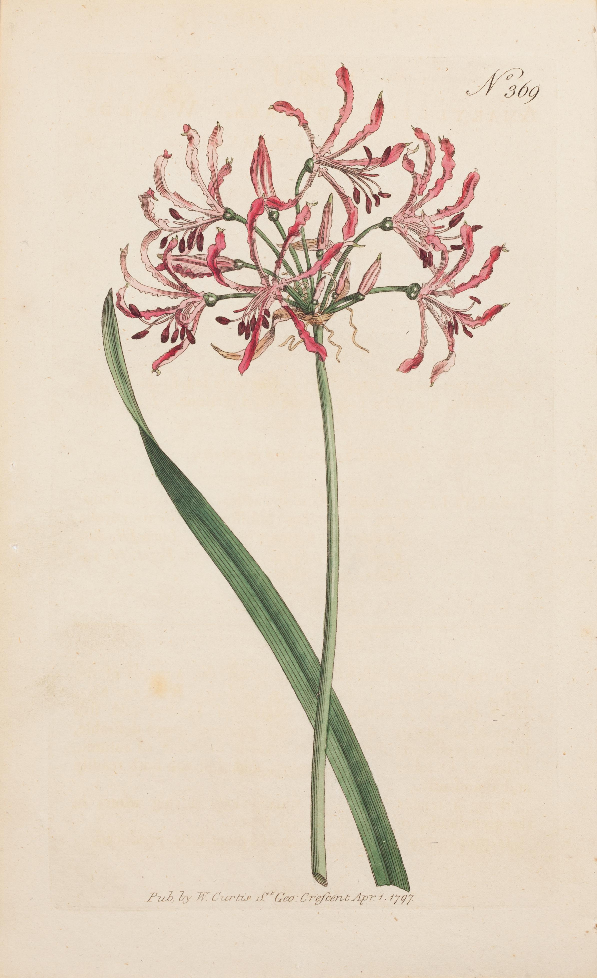 William Curtis Landscape Print - Amaryllis Waved-flowerd, Amaryllis undulatea Plate 369