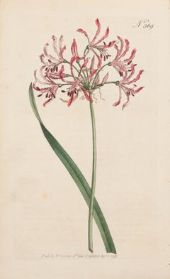 Amaryllis Wellenblütig, Amaryllis undulatea Tafel 369