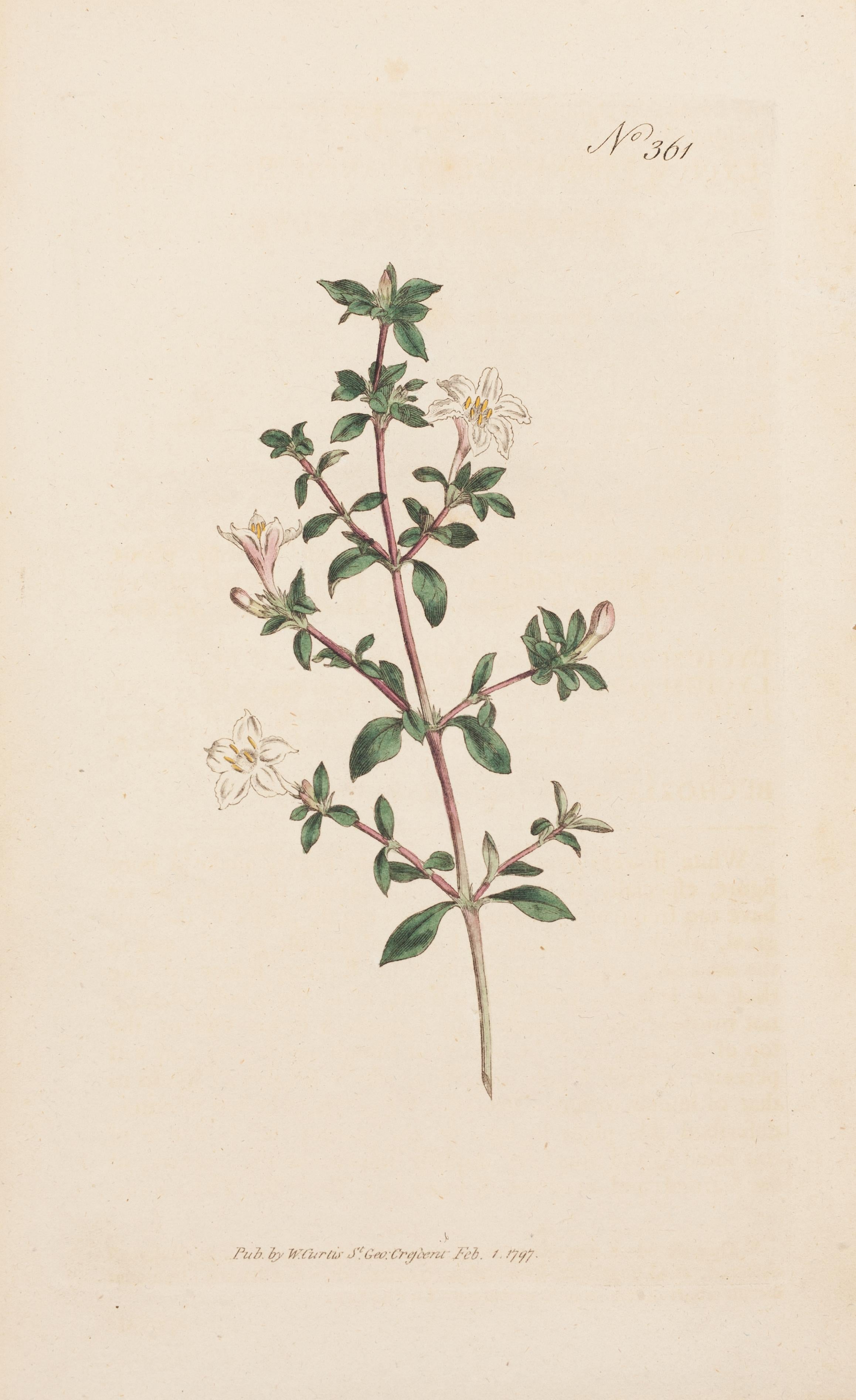 William Curtis Still-Life Print – Japanischer Bocksdorn, Lyciym japonicum Tafel 361