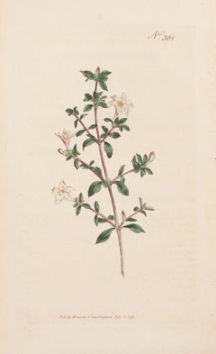 Japanischer Bocksdorn, Lyciym japonicum Tafel 361