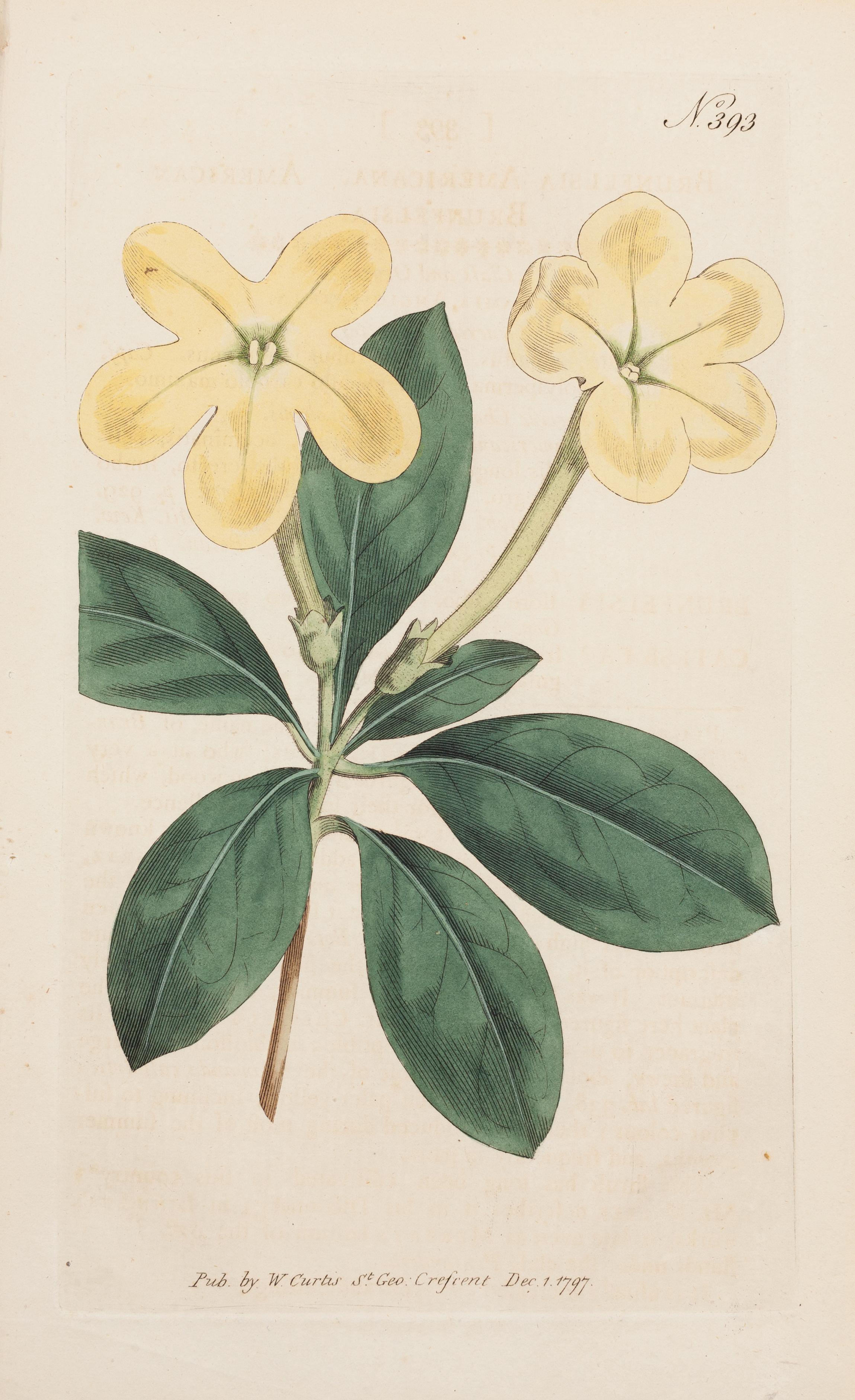 Brunfelsia American, Brunfelsia americana Plate 393