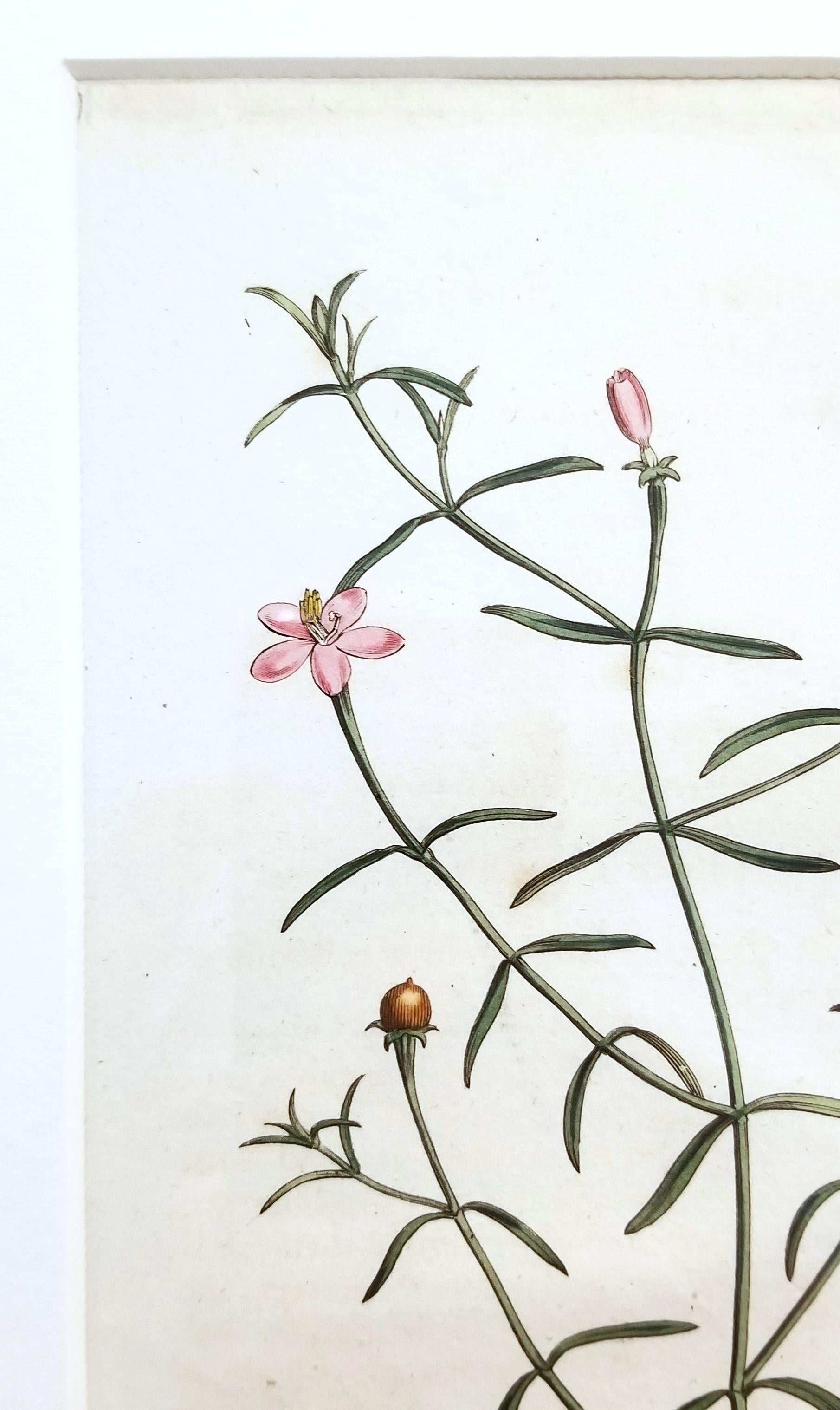 Chironia Baccifera Berry-Bearing Chironia /// Grabado Botánico Inglés de Flores en venta 5