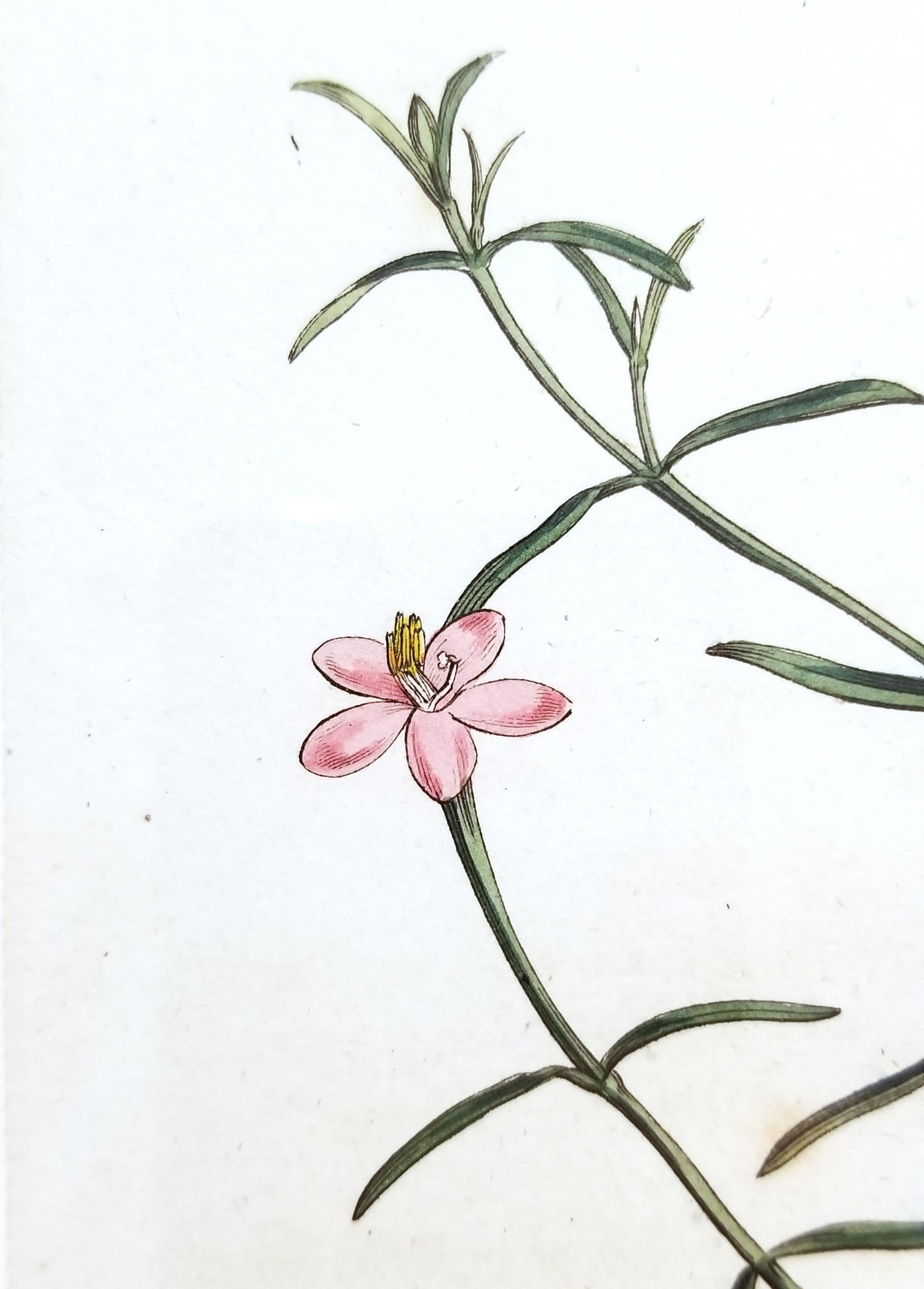 Chironia Baccifera Berry-Bearing Chironia /// Grabado Botánico Inglés de Flores en venta 6