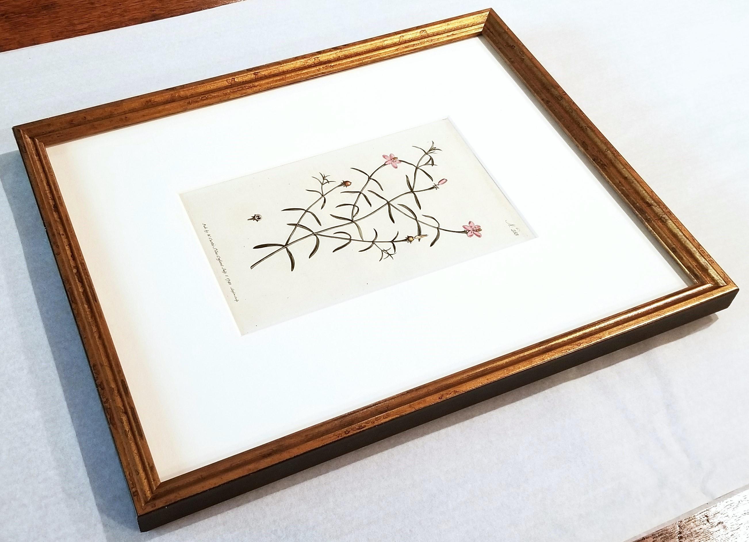 Chironia Baccifera Berry-Bearing Chironia /// Grabado Botánico Inglés de Flores en venta 10