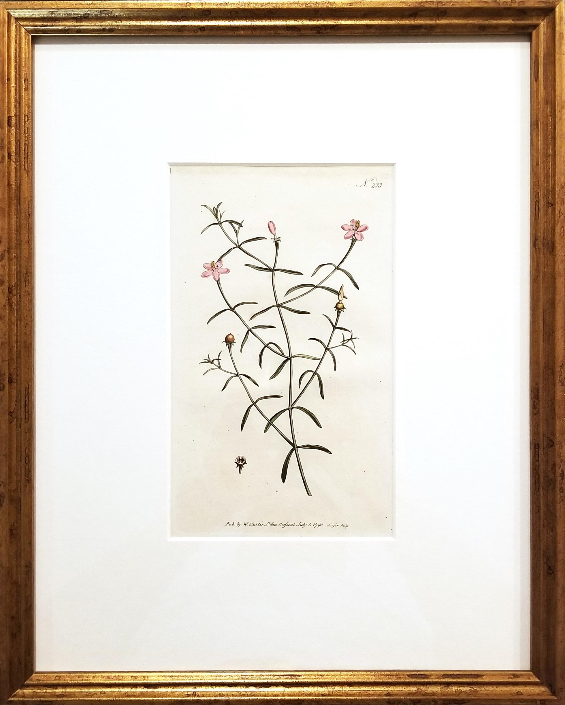 Chironia Baccifera Berry-Bearing Chironia /// Grabado Botánico Inglés de Flores - Print de William Curtis
