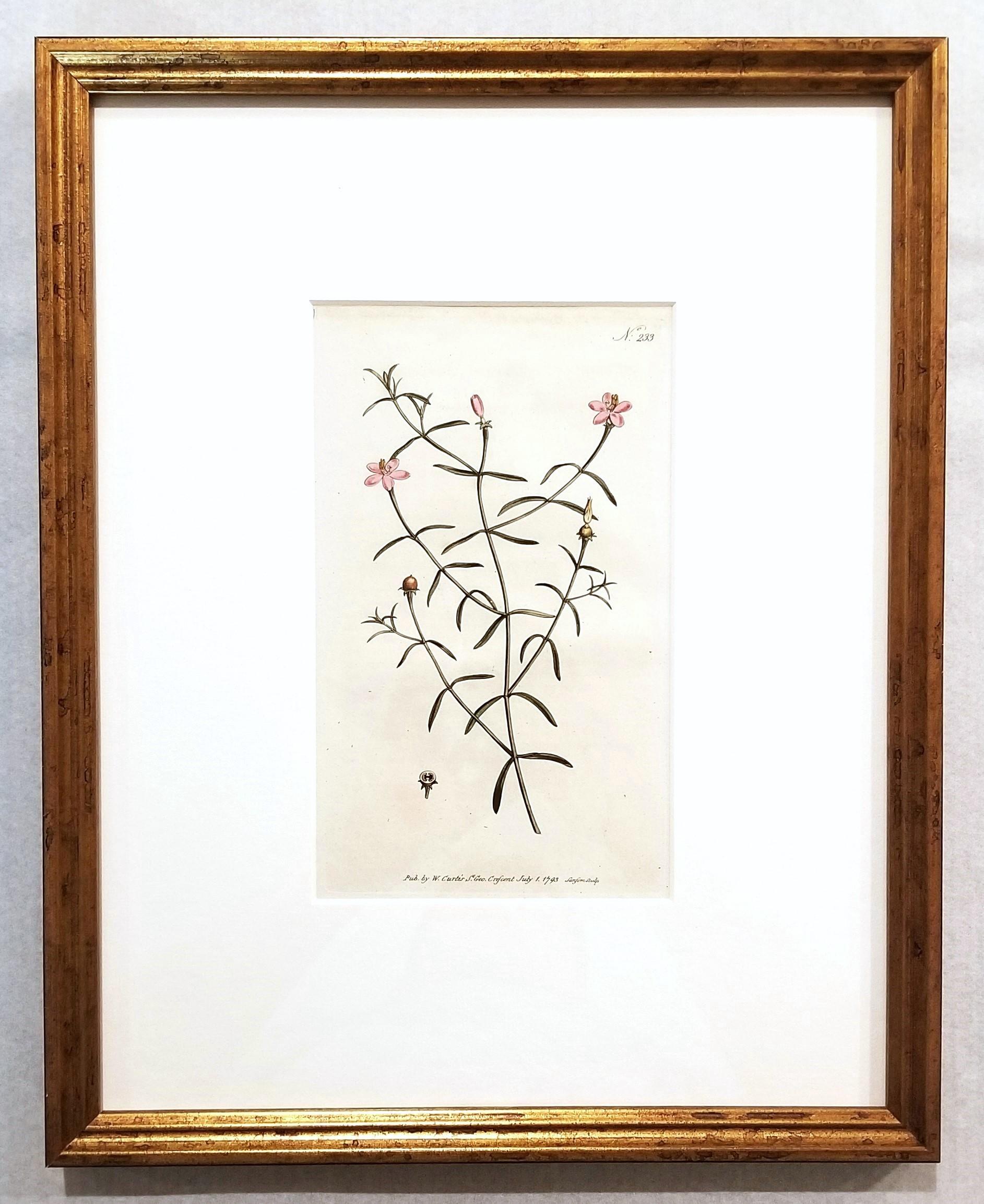 Chironia Baccifera Berry-Bearing Chironia /// Grabado Botánico Inglés de Flores - Print Victoriano de William Curtis