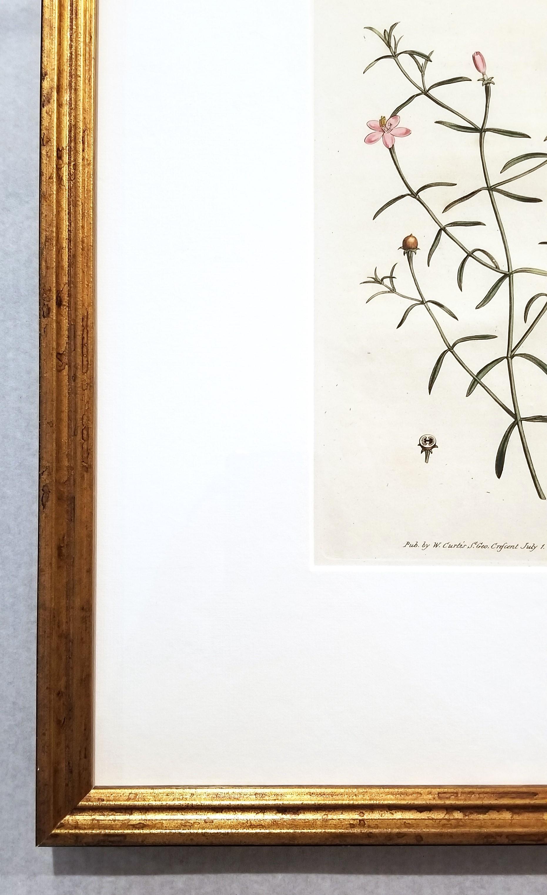 Chironia Baccifera Berry-Bearing Chironia /// Grabado Botánico Inglés de Flores - Still-Life Print Gris de William Curtis