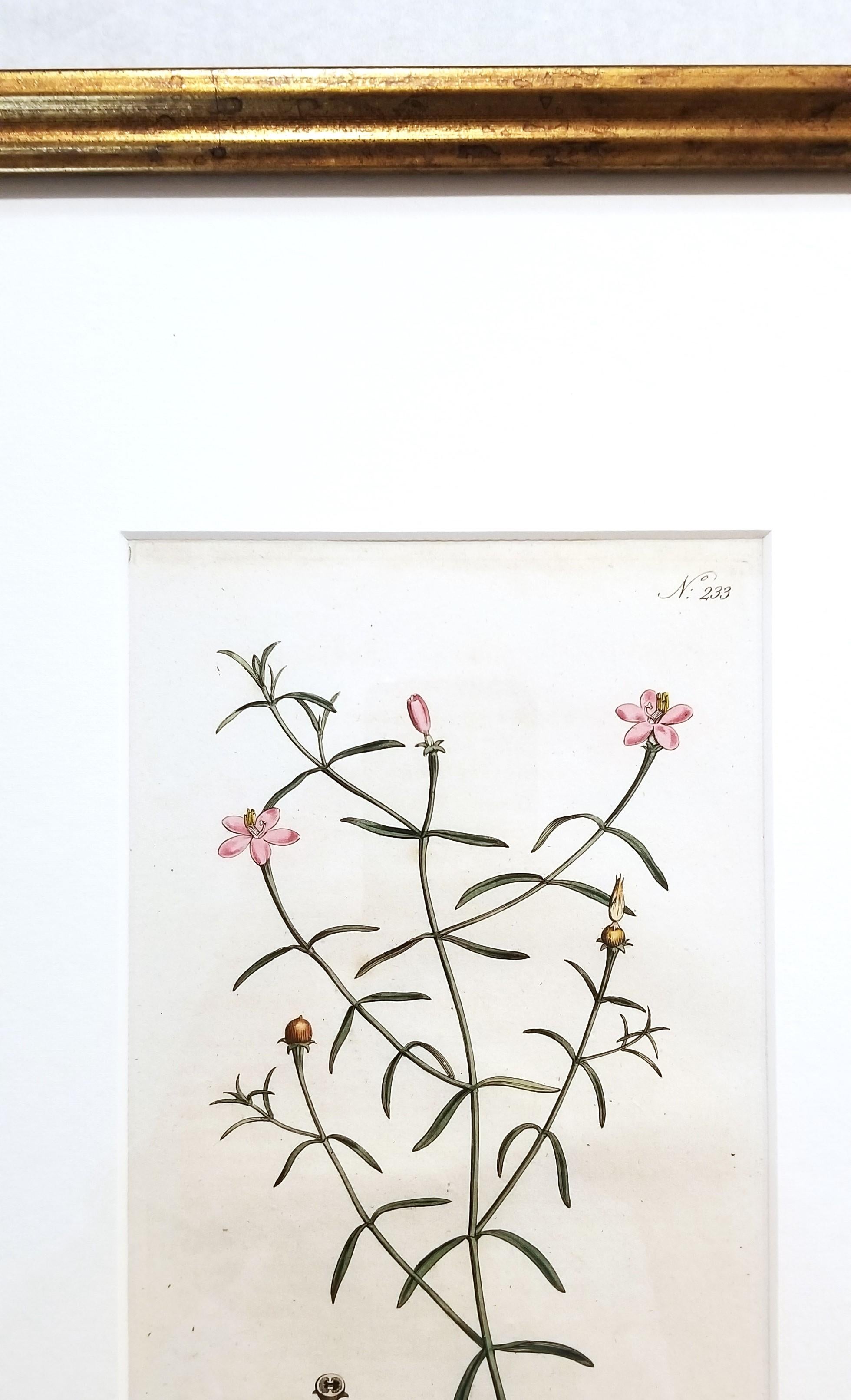 Chironia Baccifera Berry-Bearing Chironia /// Grabado Botánico Inglés de Flores en venta 3