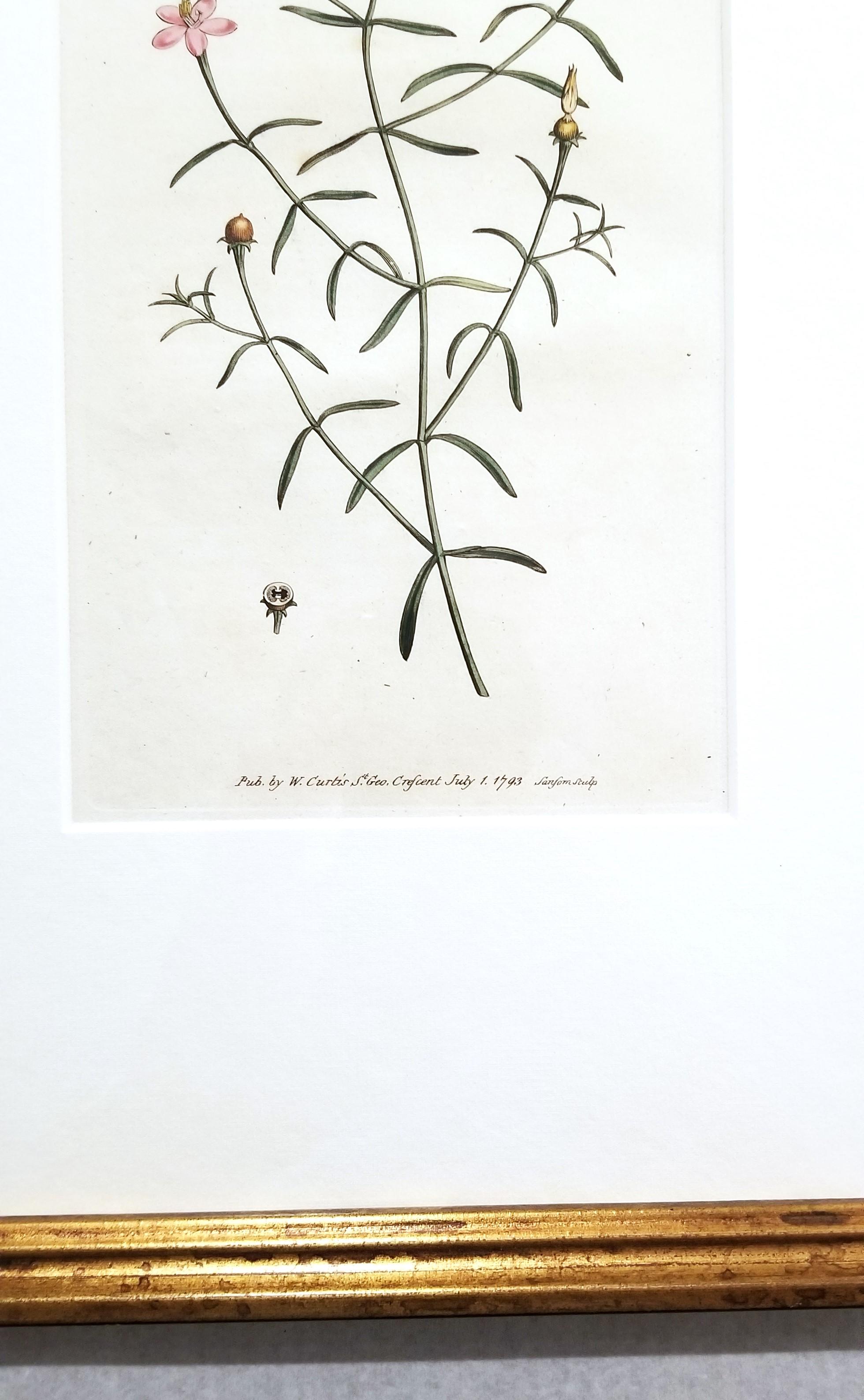 Chironia Baccifera Berry-Bearing Chironia /// Grabado Botánico Inglés de Flores en venta 4