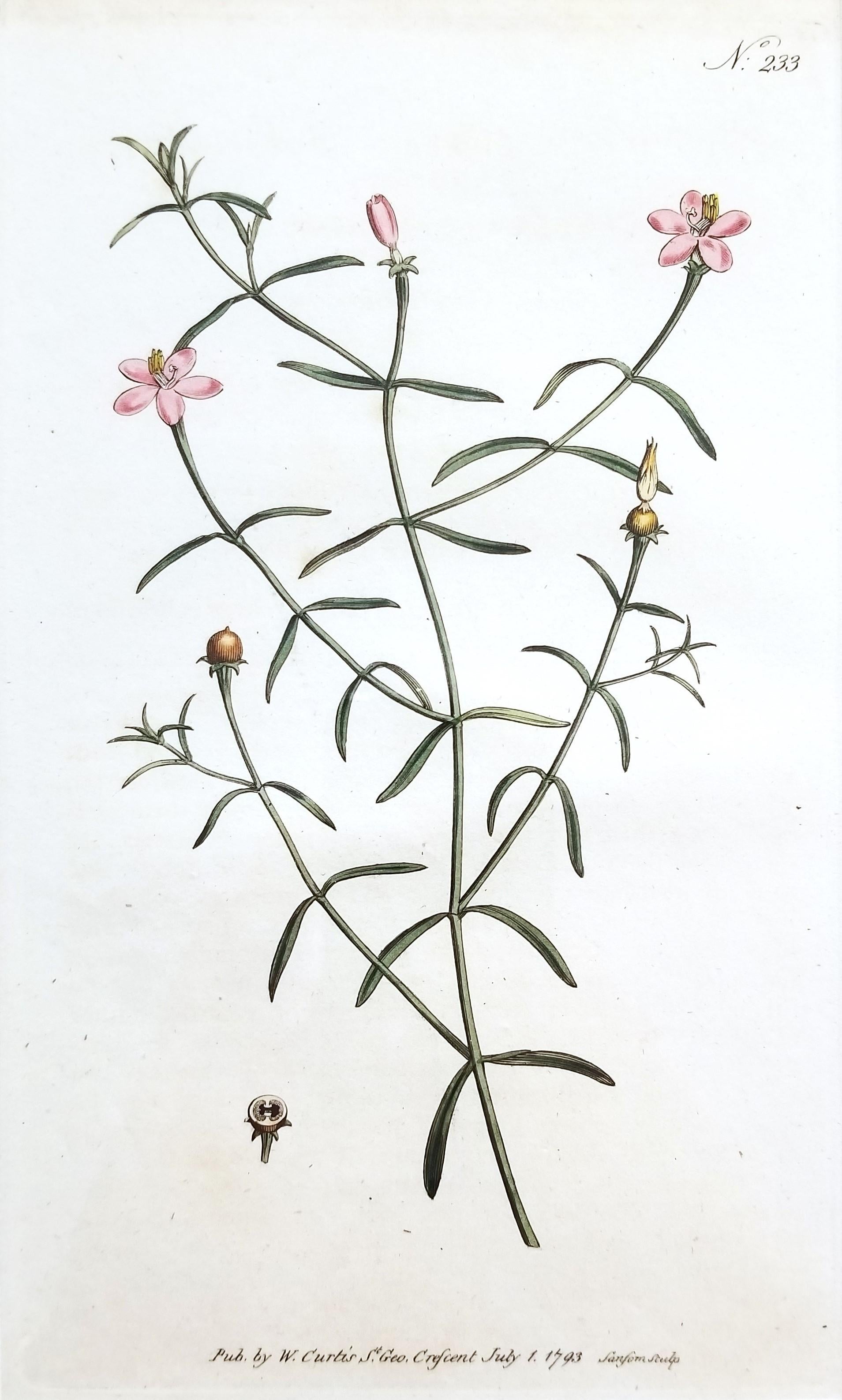 Chironia Baccifera Bacca /// Incisione di fiori botanici inglesi