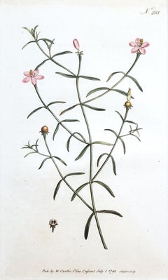 Chironia Baccifera Bacca /// Incisione di fiori botanici inglesi
