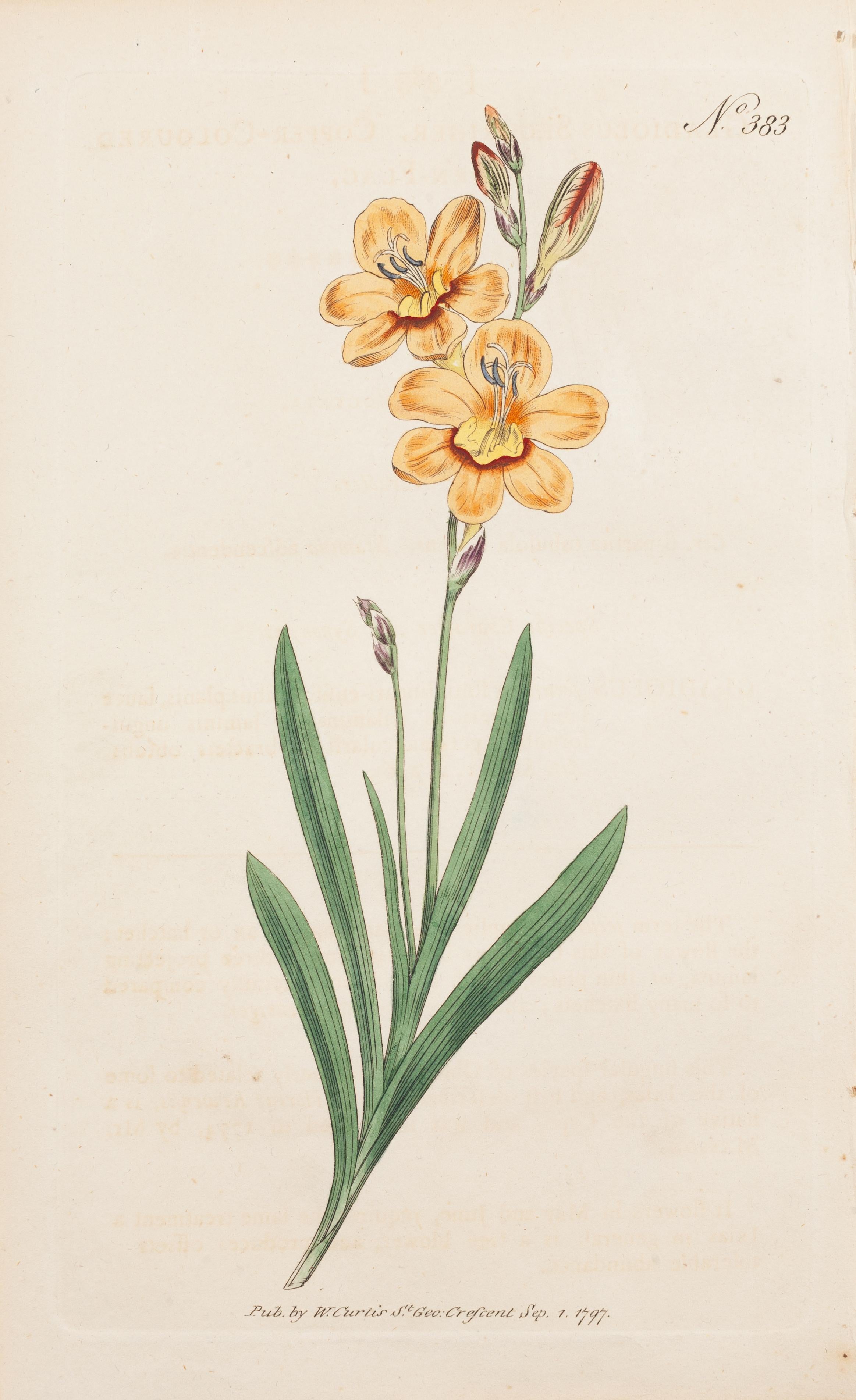 William Curtis Still-Life Print – Maisfahne kupferfarben, Gladiolus securiger Tafel 383