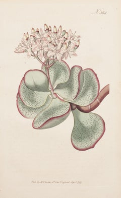 Craggula-Baum, Crassula-Kotyledon Tafel 384