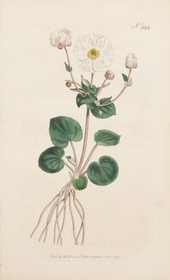 Crowfoot Parnassia-leaved, Ranunculus parnassifolius Plate 386
