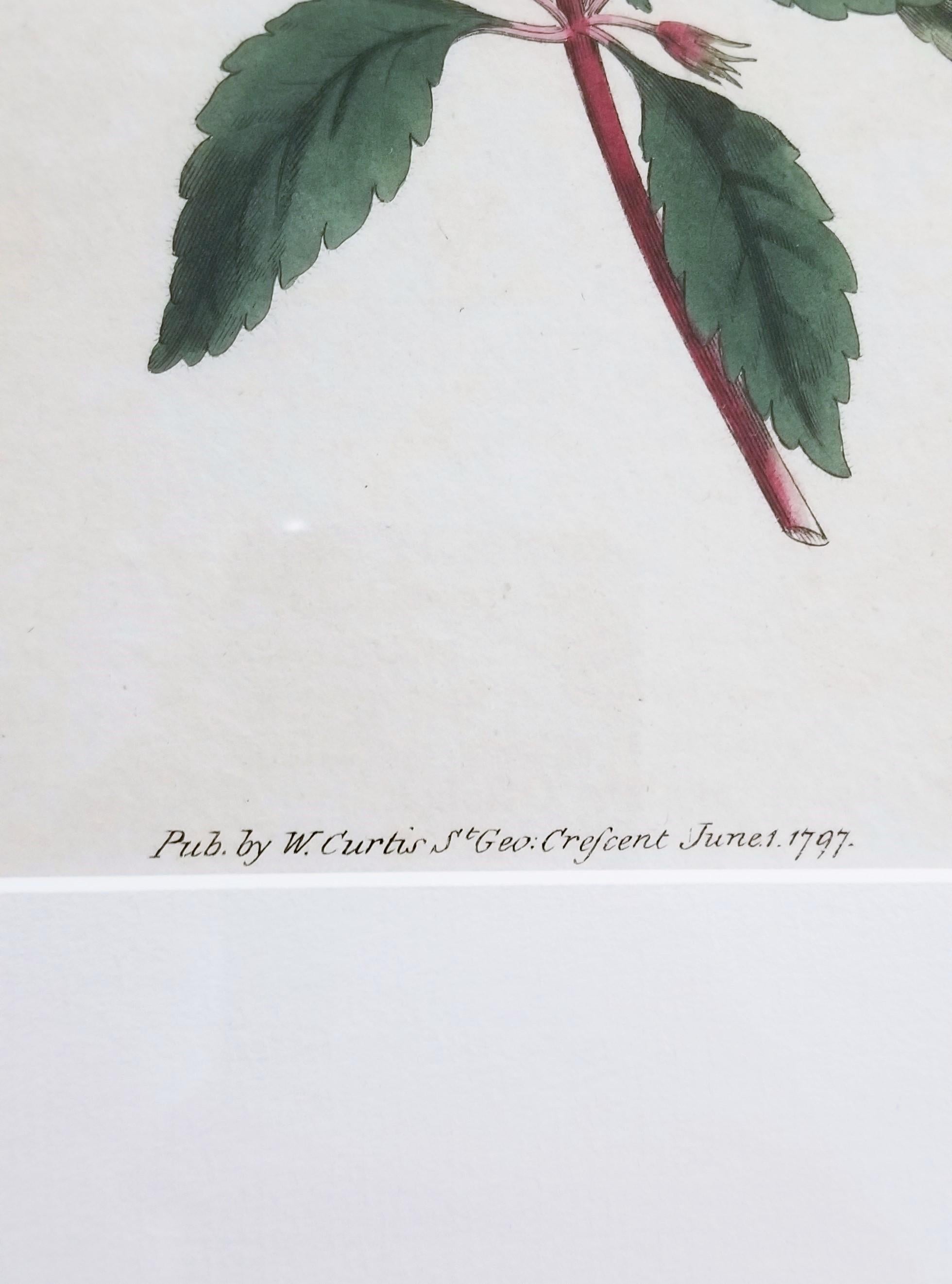 Cyrilla Pulchella Scarlet-Flowered Cyrilla /// Stampa floreale botanica inglese in vendita 5