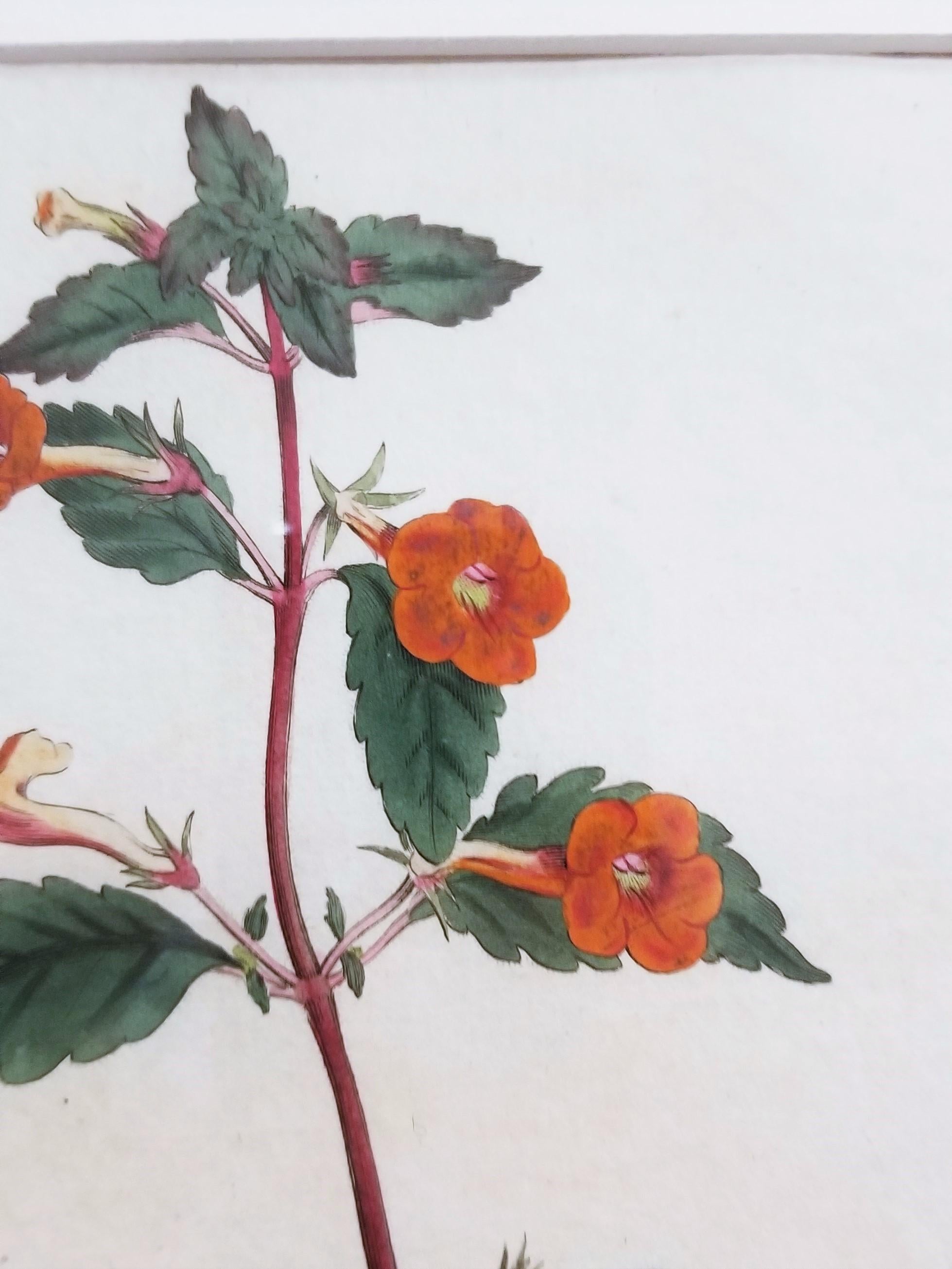 Cyrilla Pulchella Scarlet-Flowered Cyrilla /// Stampa floreale botanica inglese in vendita 6