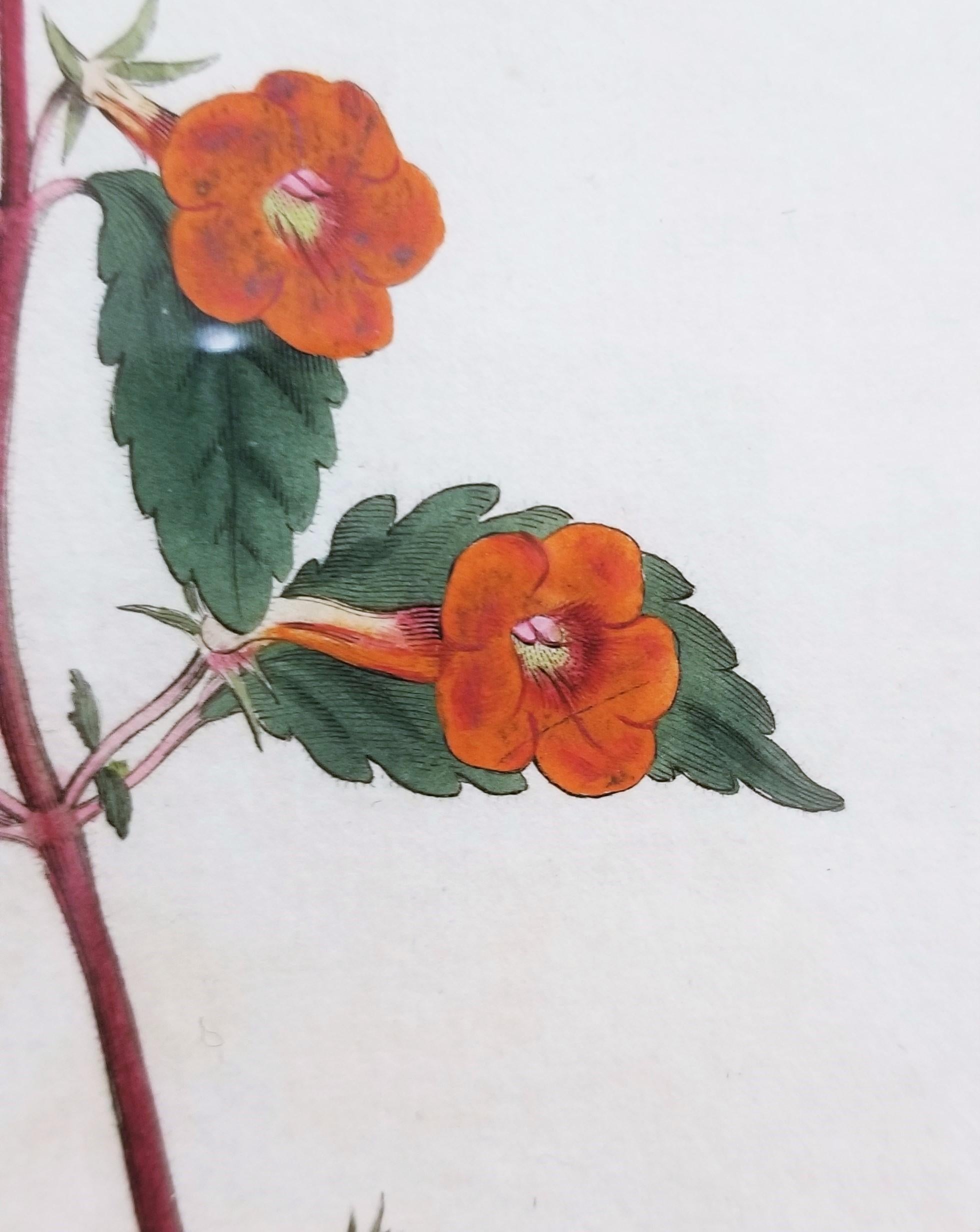 Cyrilla Pulchella Scarlet-Flowered Cyrilla /// Stampa floreale botanica inglese in vendita 7