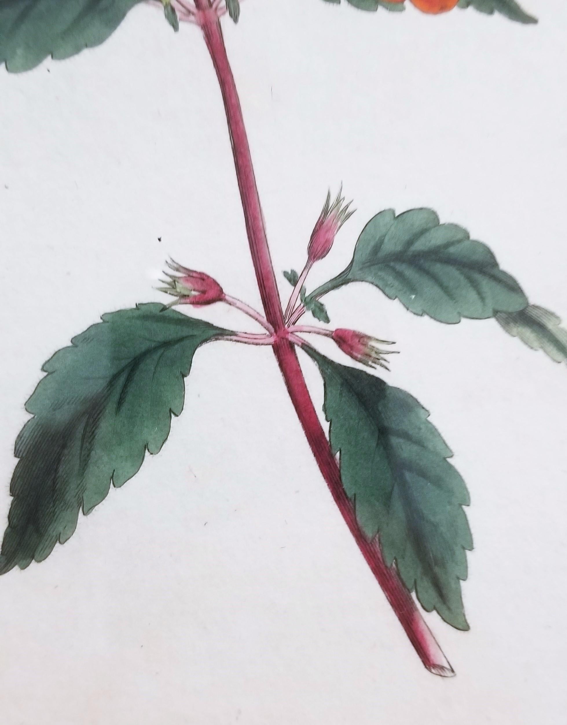 Cyrilla Pulchella Scarlet-Flowered Cyrilla /// Stampa floreale botanica inglese in vendita 8