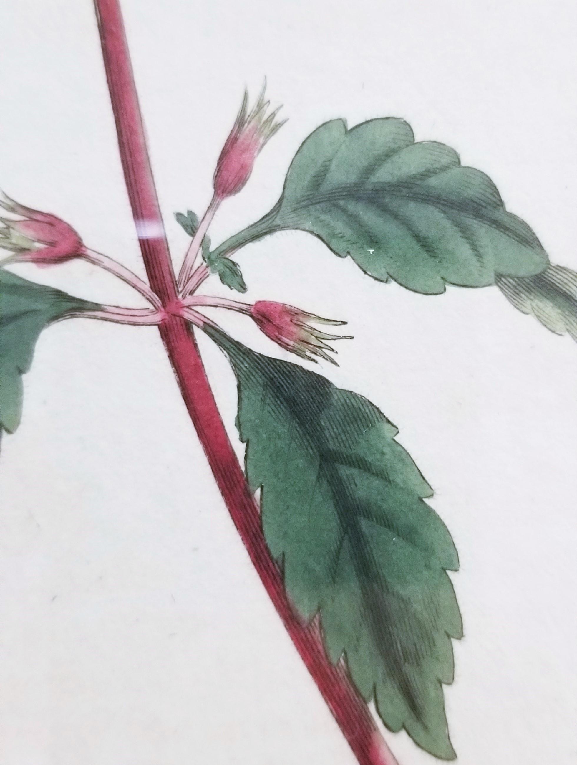 Cyrilla Pulchella Scarlet-Flowered Cyrilla /// Stampa floreale botanica inglese in vendita 9