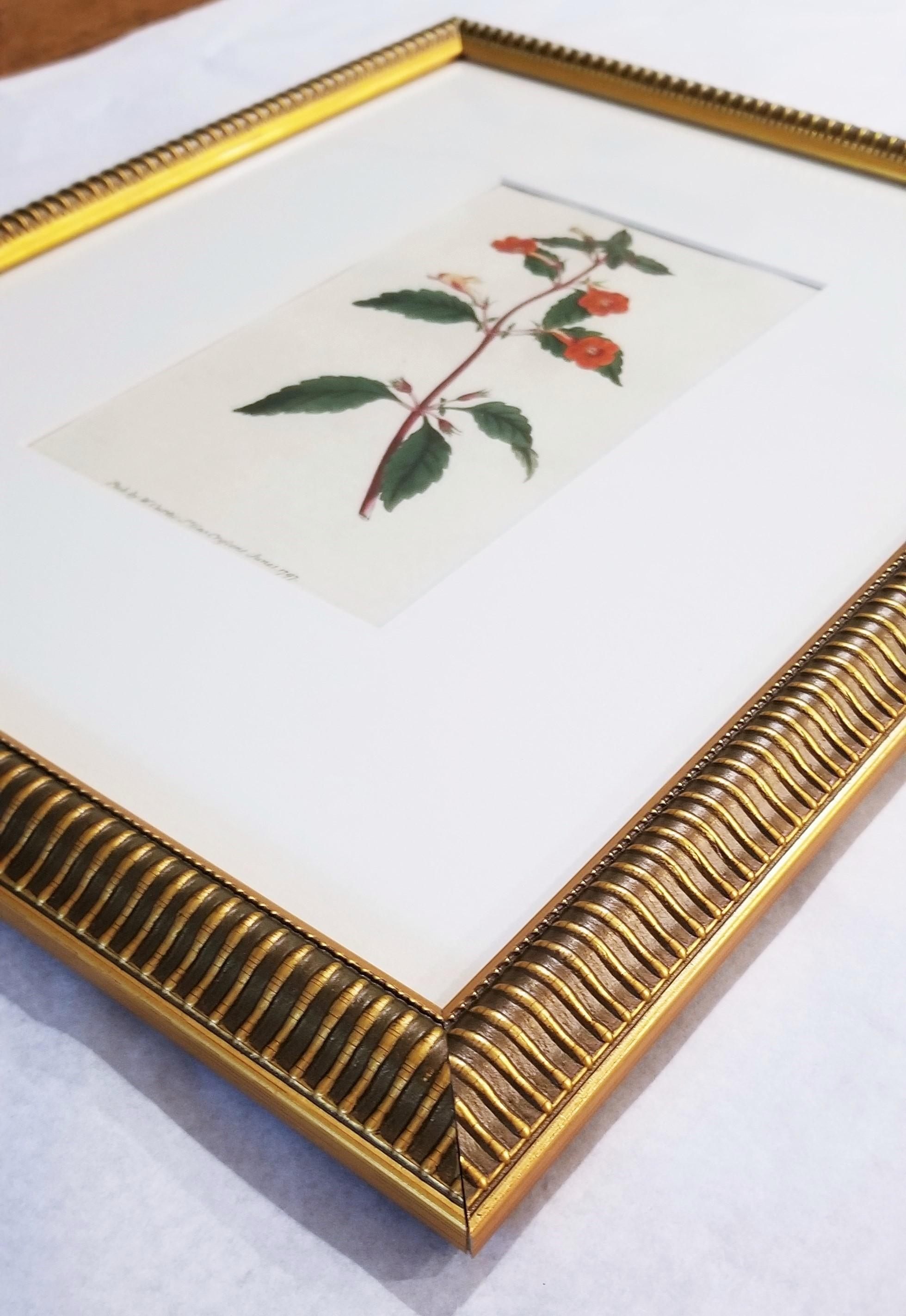 Cyrilla Pulchella Scarlet-Flowered Cyrilla /// Stampa floreale botanica inglese in vendita 10
