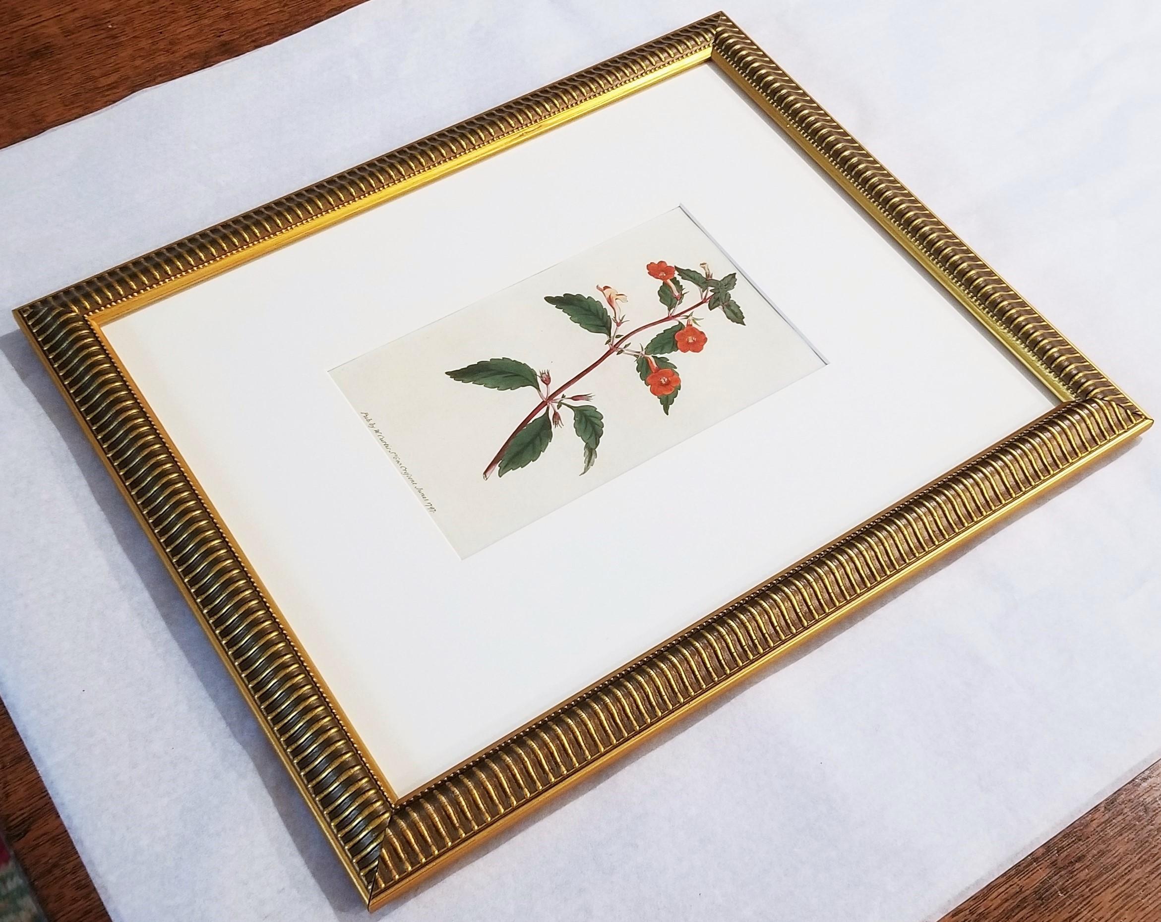 Cyrilla Pulchella Scarlet-Flowered Cyrilla /// Stampa floreale botanica inglese in vendita 11