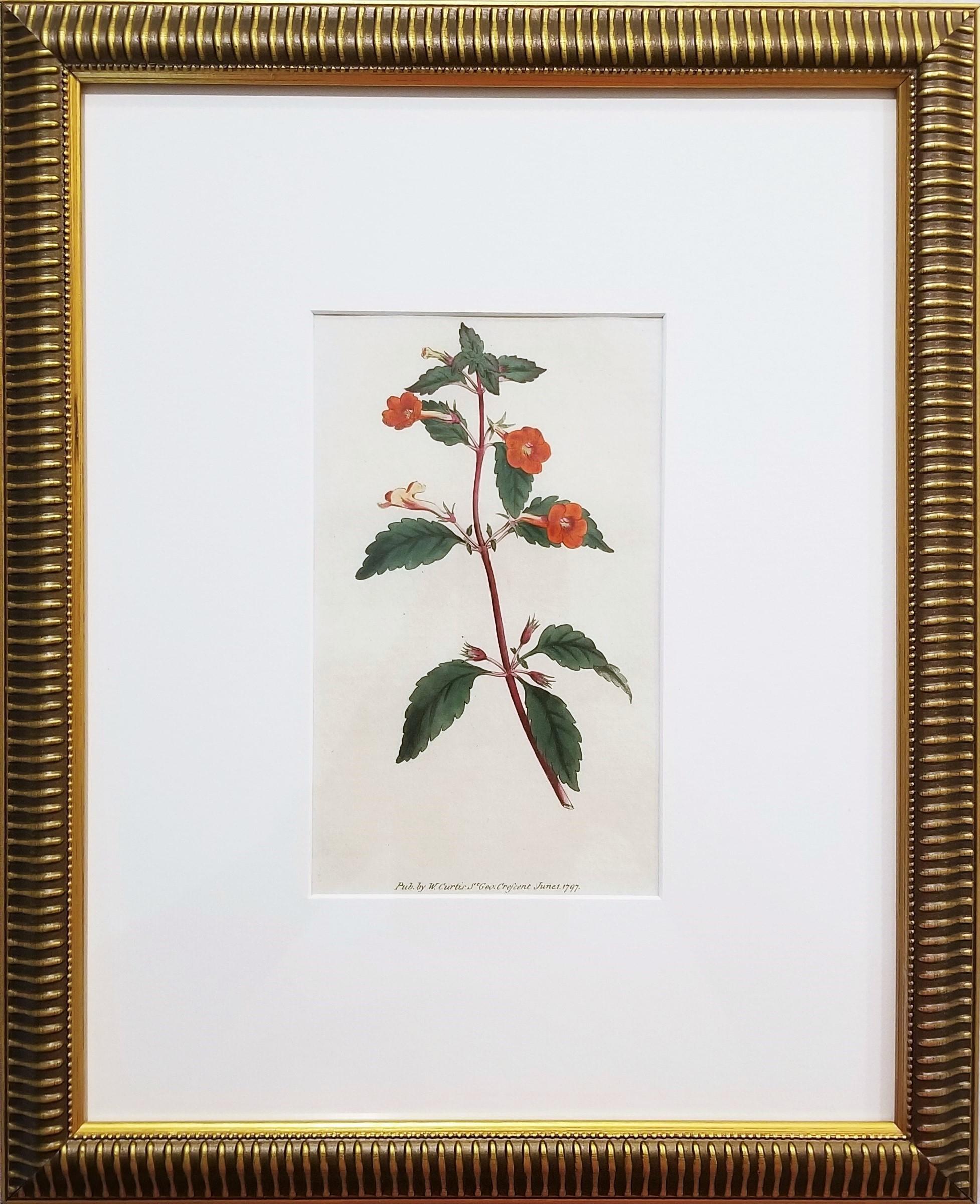 Cyrilla Pulchella Scarlet-Flowered Cyrilla /// Stampa floreale botanica inglese - Print di William Curtis