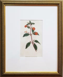 Cyrilla Pulchella Scarlet-Flowered Cyrilla /// English Botanical Flower Print