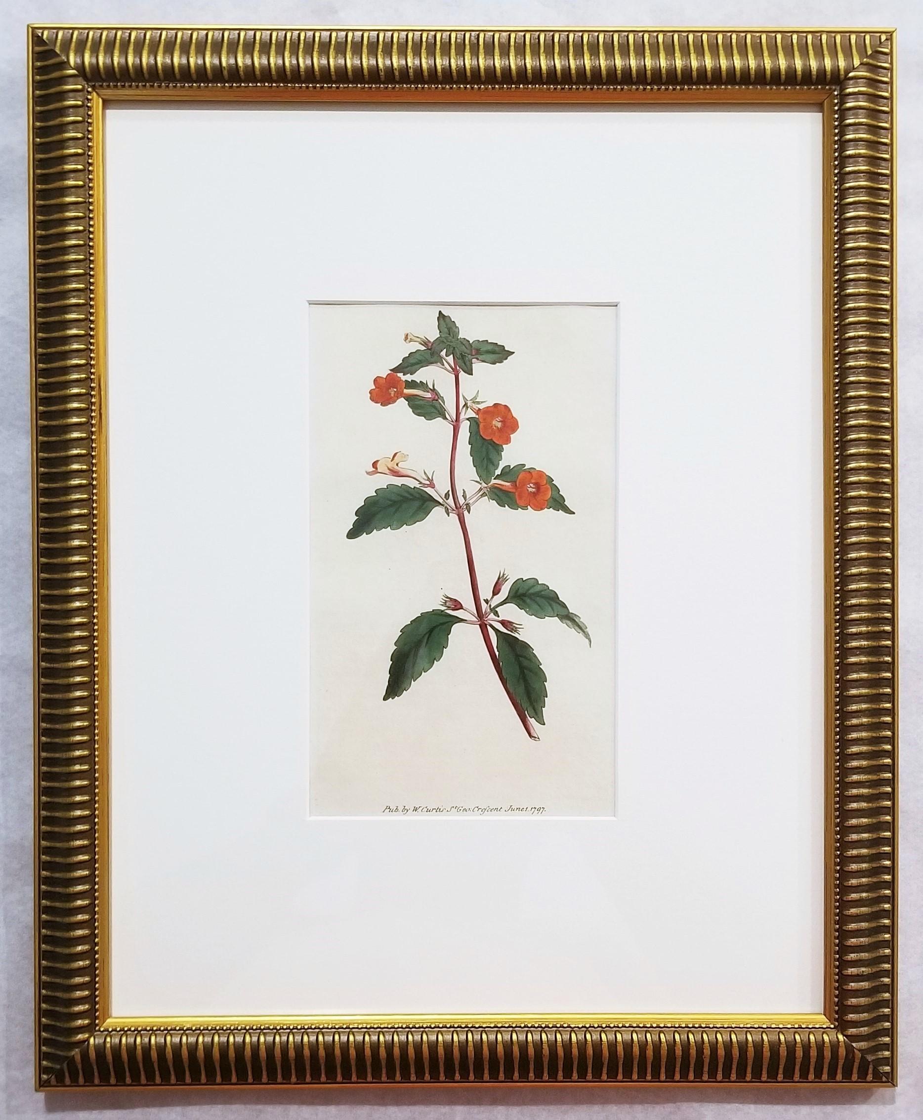 Cyrilla Pulchella Scarlet-Flowered Cyrilla /// Stampa floreale botanica inglese - Print Vittoriano di William Curtis