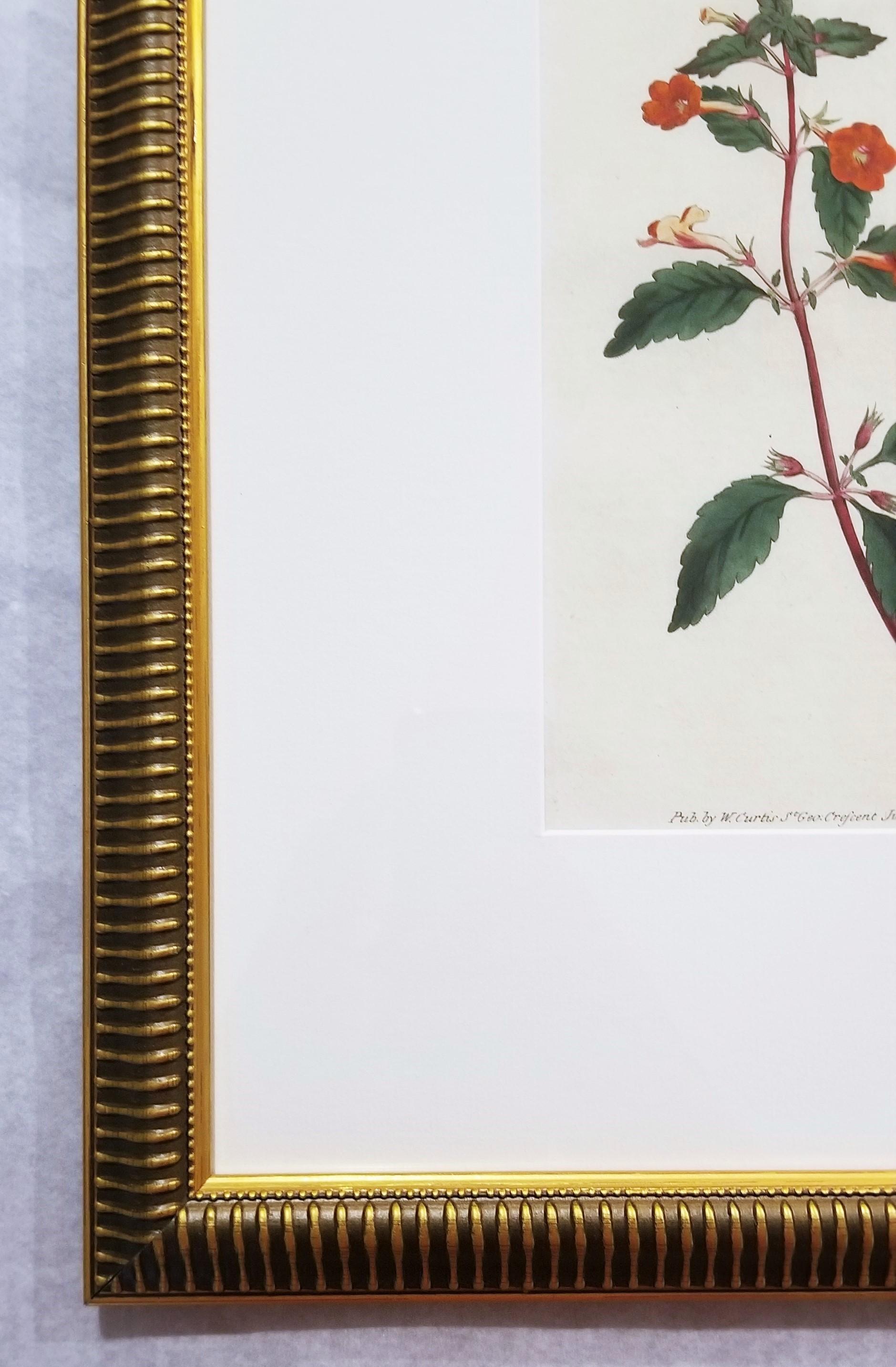 Cyrilla Pulchella Scarlet-Flowered Cyrilla /// Stampa floreale botanica inglese - Still-Life Print Grigio di William Curtis