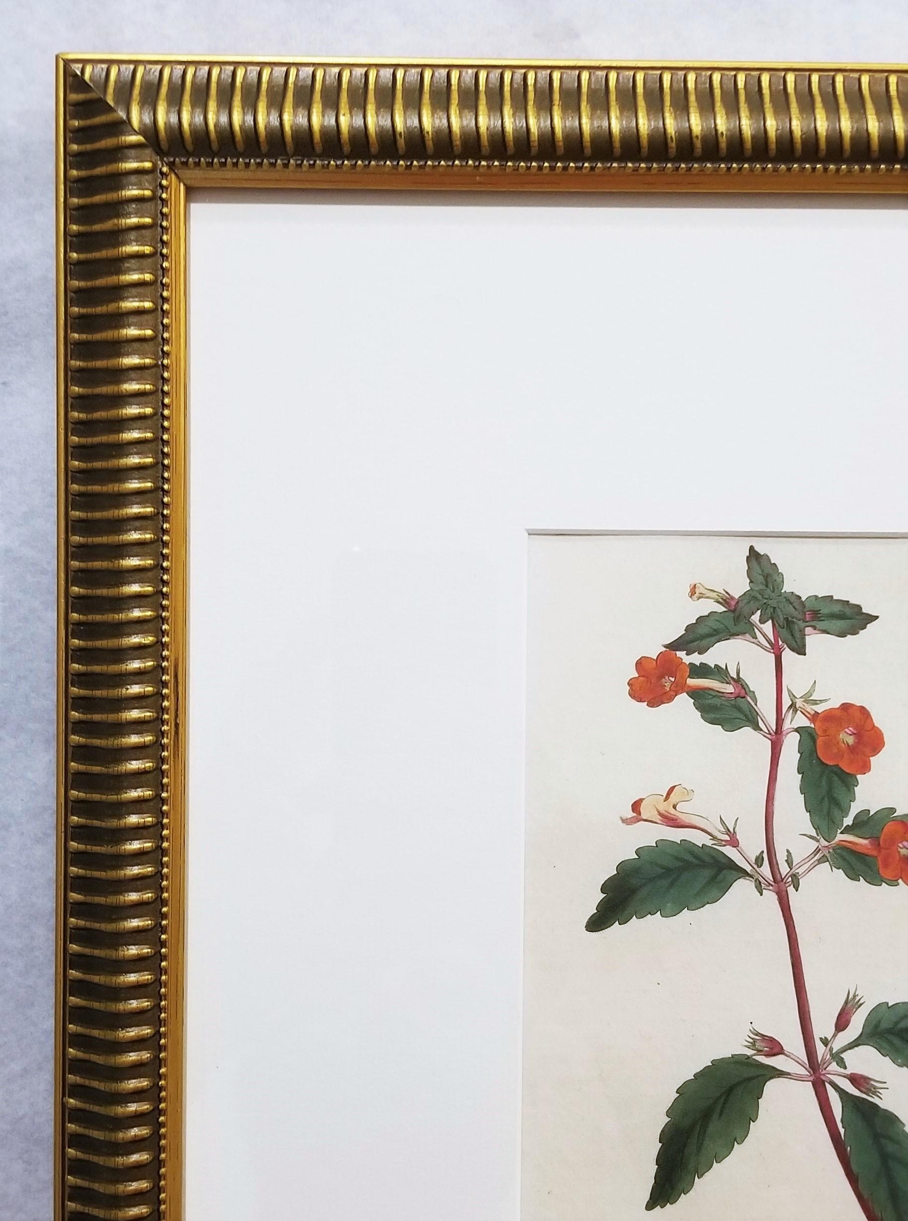 Artista: William Curtis (inglese, 1746-1799)
Titolo: 