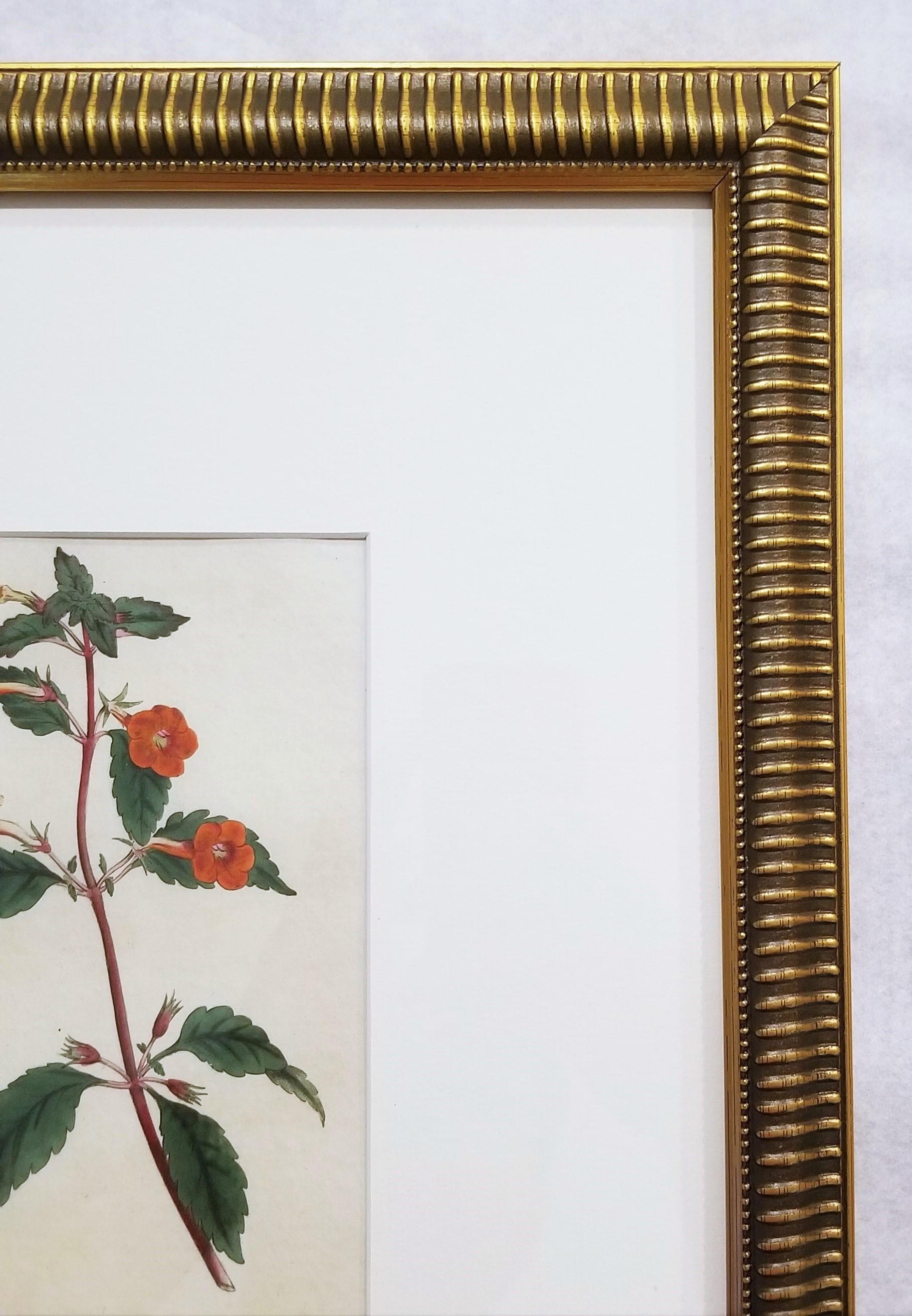Cyrilla Pulchella Scarlet-Flowered Cyrilla /// Stampa floreale botanica inglese in vendita 1