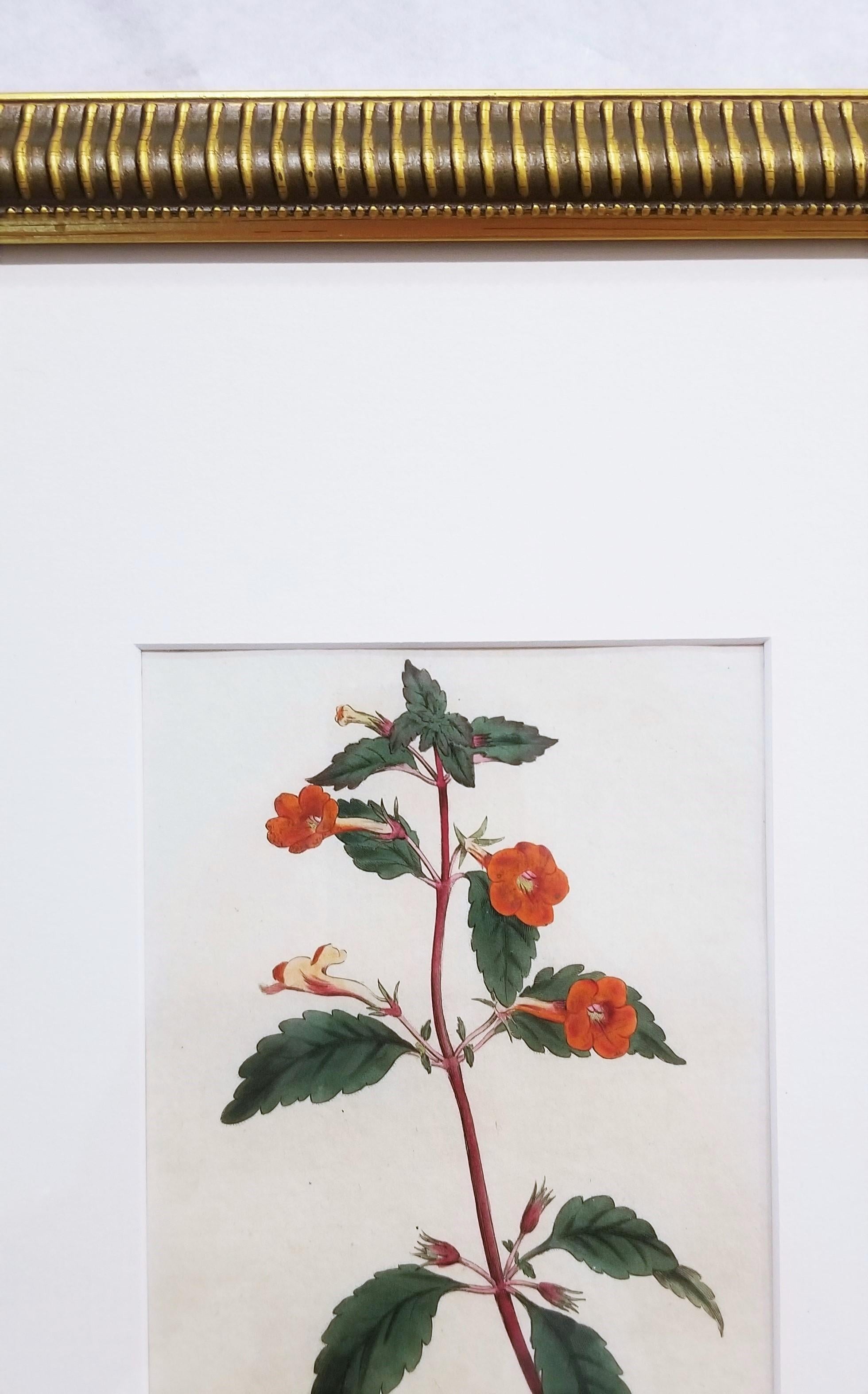 Cyrilla Pulchella Scarlet-Flowered Cyrilla /// Stampa floreale botanica inglese in vendita 3