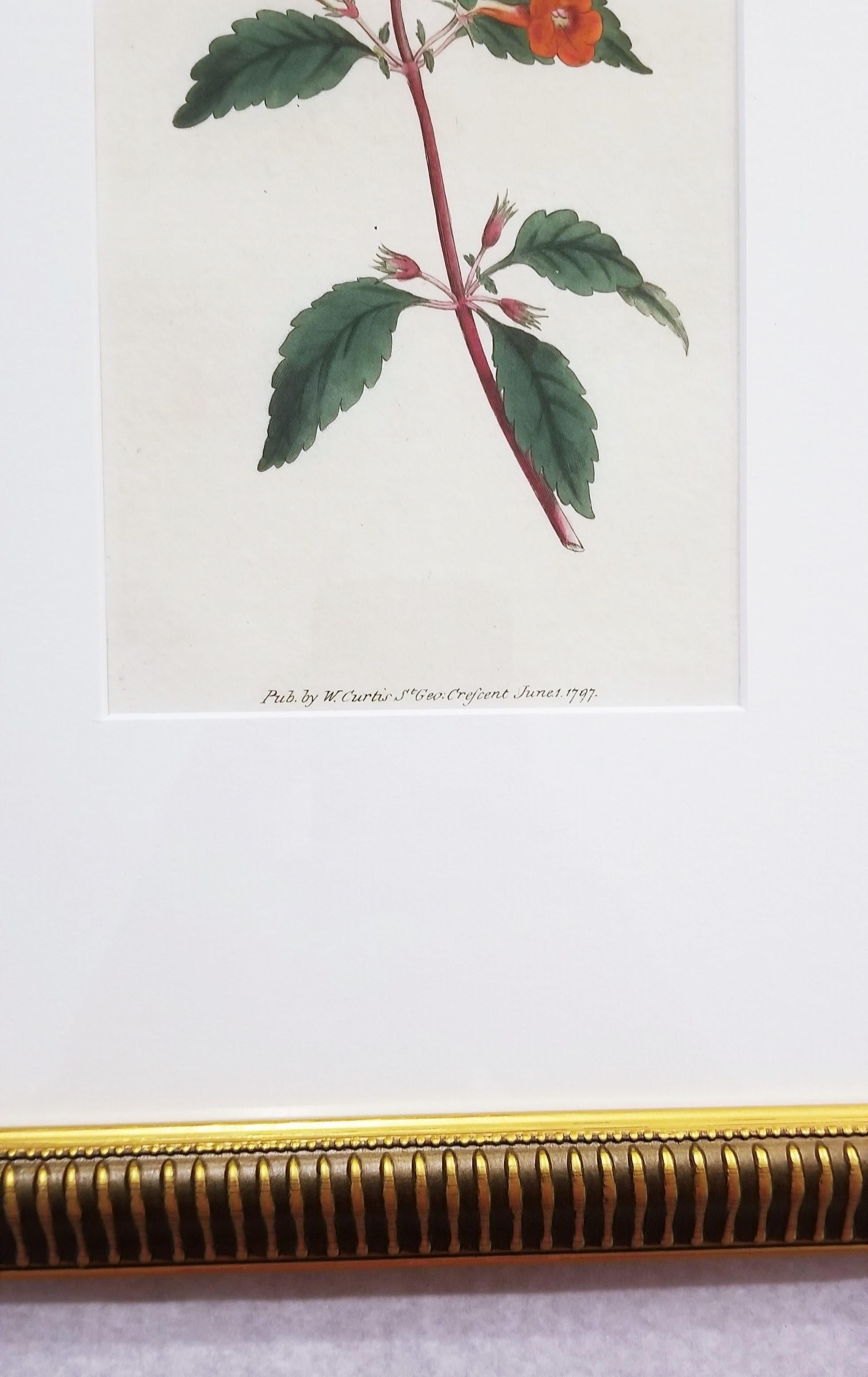 Cyrilla Pulchella Scarlet-Flowered Cyrilla /// Stampa floreale botanica inglese in vendita 4