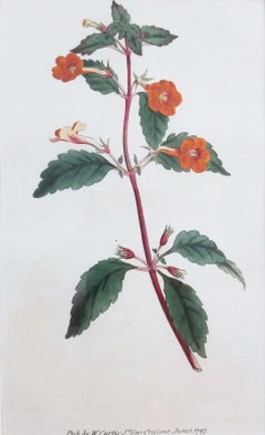 Cyrilla Pulchella Scarlet-Flowered Cyrilla /// Stampa floreale botanica inglese