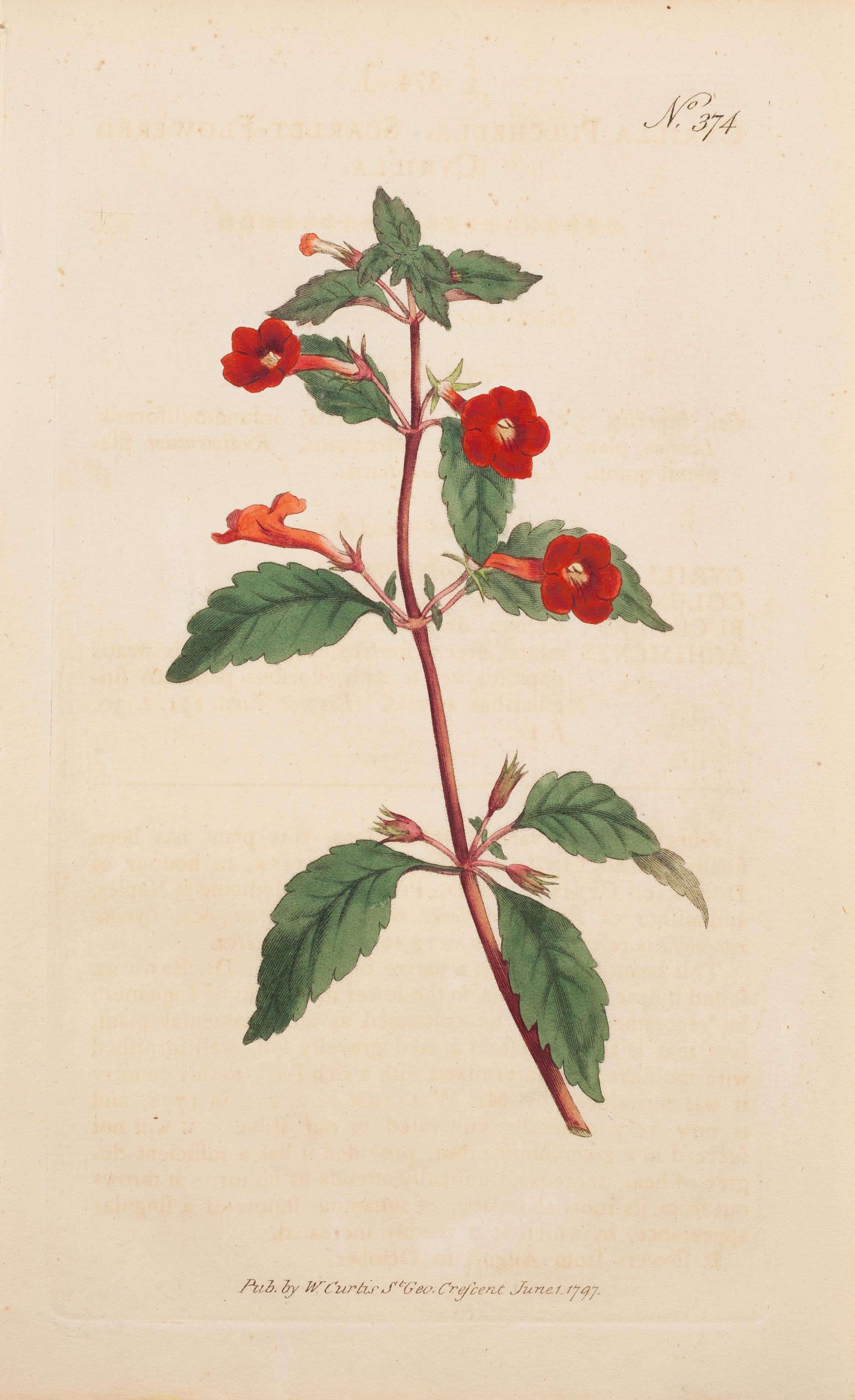 William Curtis Landscape Print - Cyrilla Scarlet-flowered, Cyrilla pulchella Plate 374