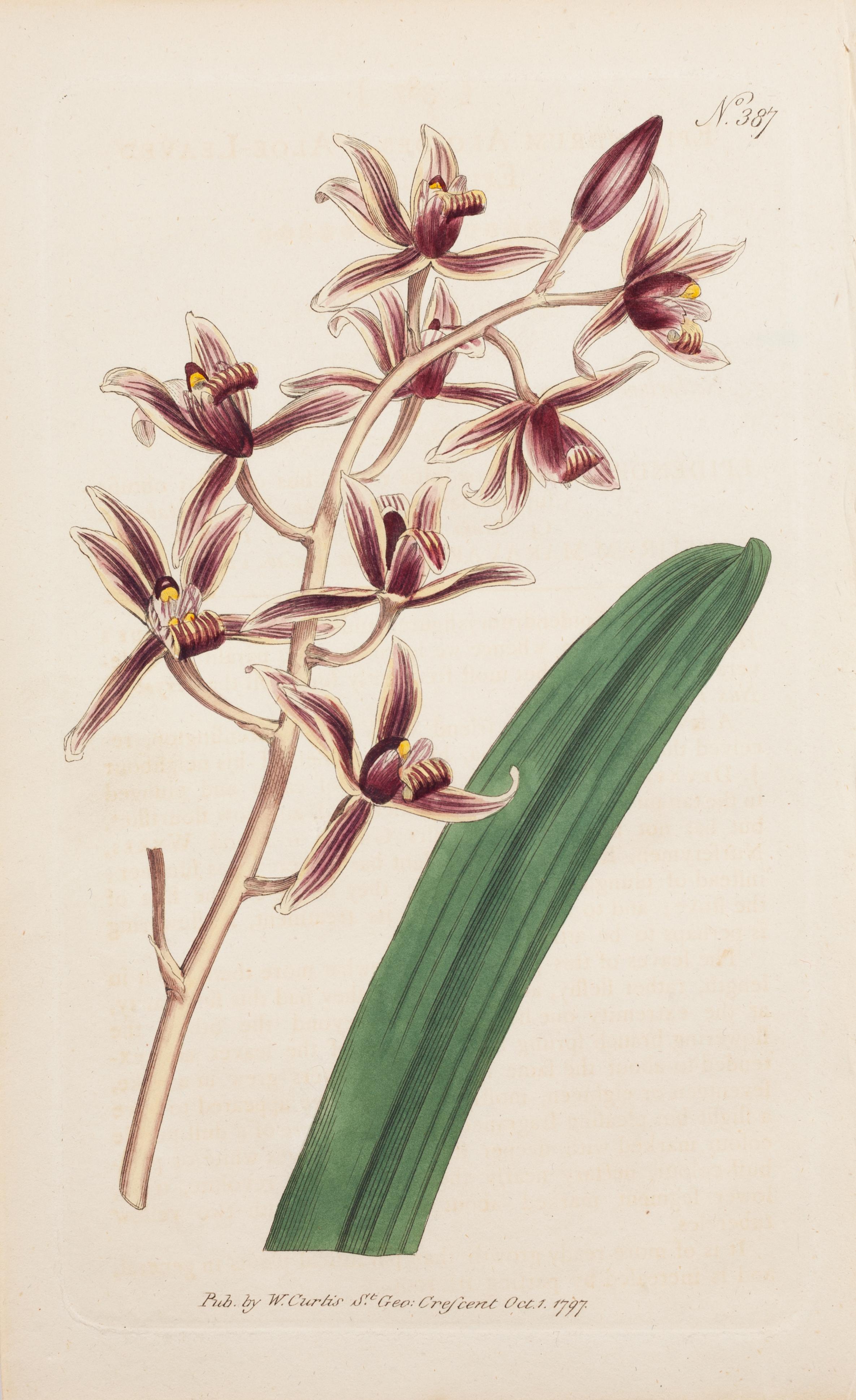 William Curtis Landscape Print – Epidendrum Aloe-blättrig, Epdendrum aloides Tafel 387